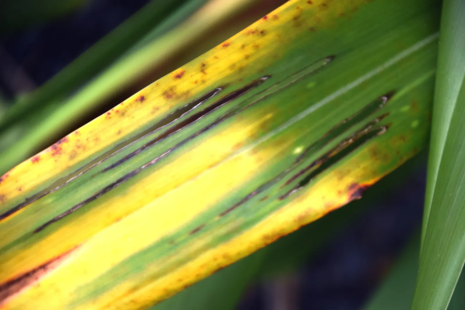 Mountain Flax (Phormium Cookianum) — commonly known as Mountain Flax; this New Zealand native thrives in USDA zones 8-10, preferring well-drained soils and