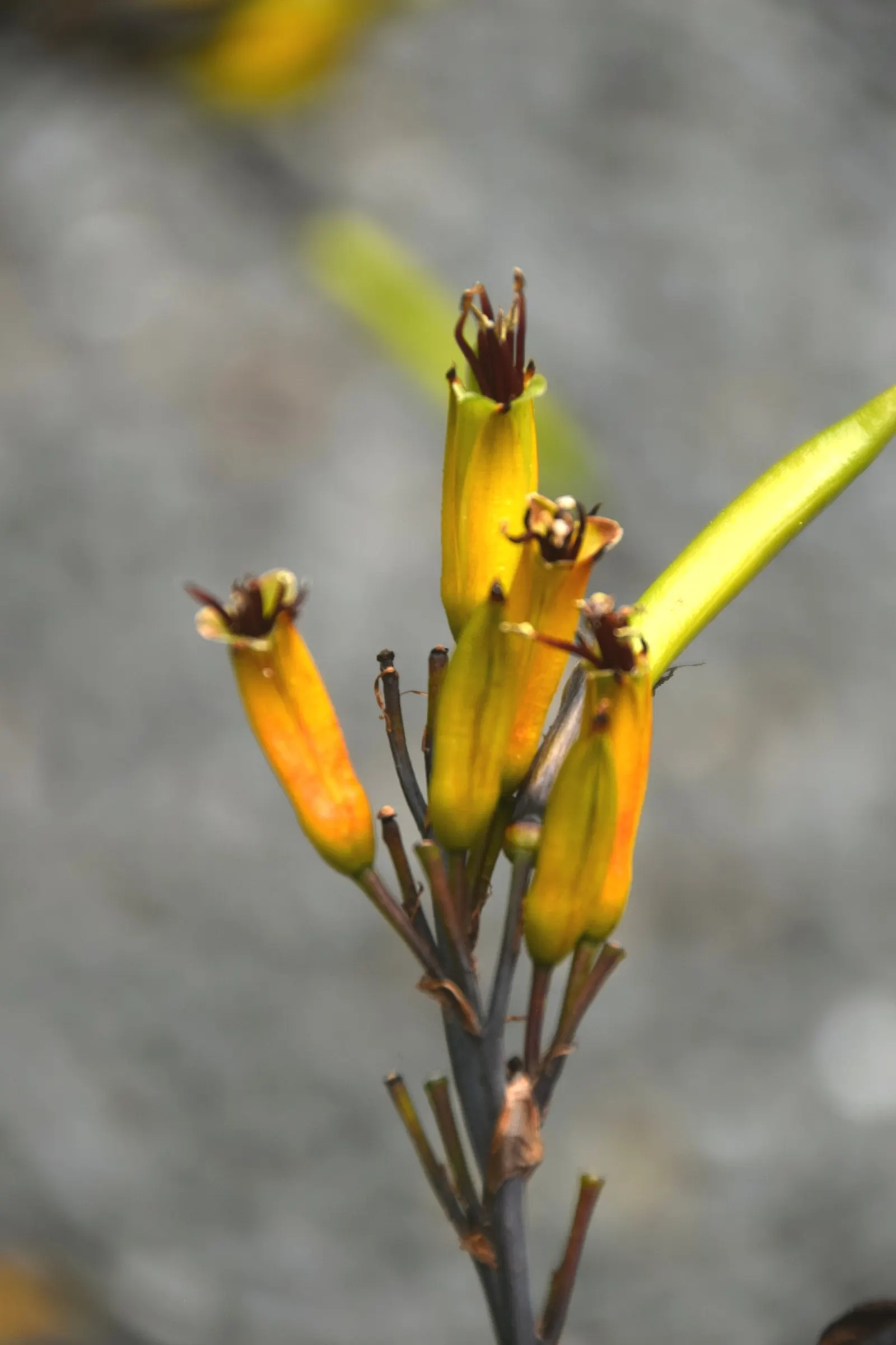 Mountain Flax (Phormium Cookianum) — is a robust and versatile perennial native to New Zealand; providing visual interest throughout the year, image 57