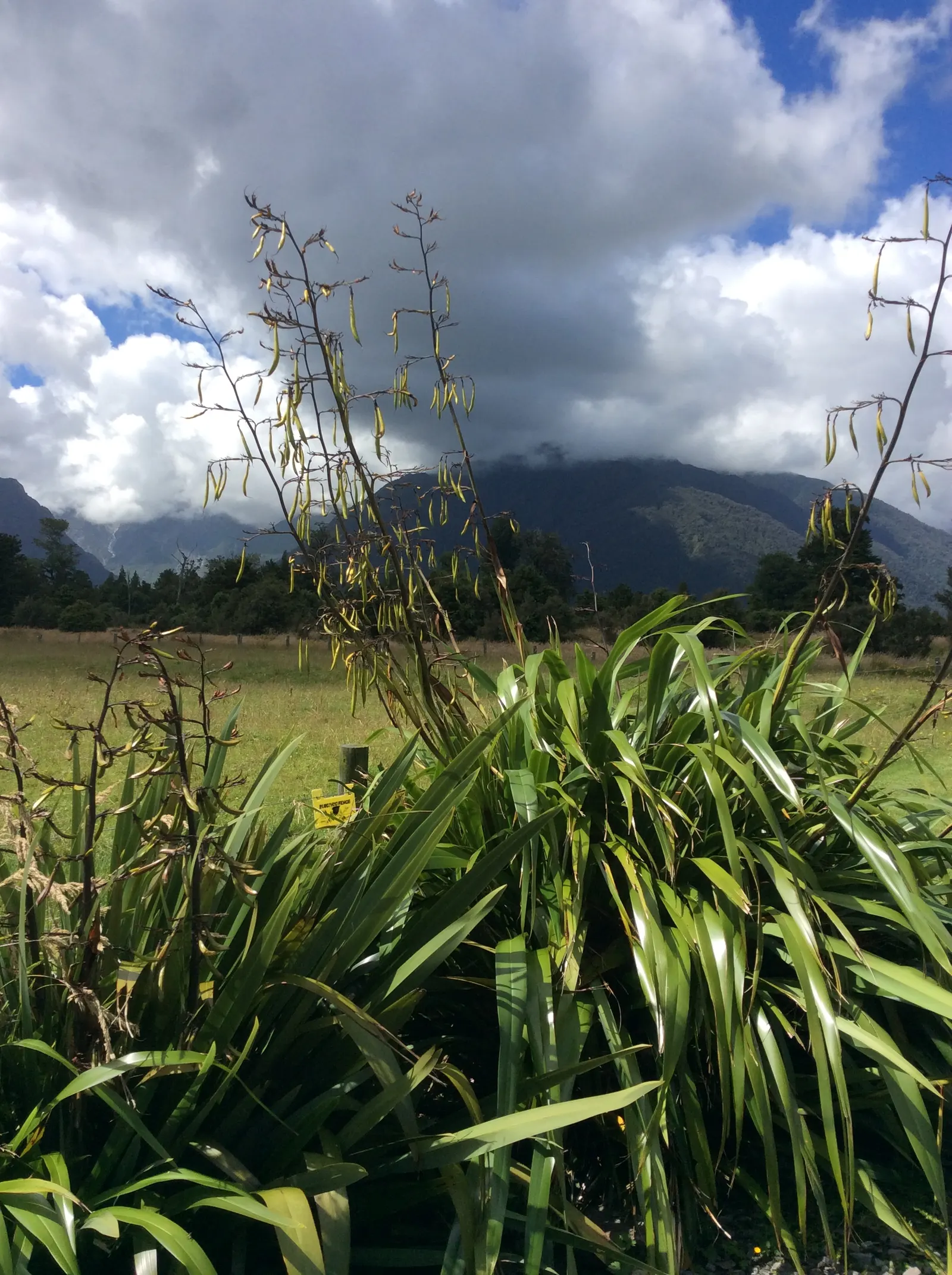 Mountain Flax (Phormium Cookianum) — It requires minimal maintenance once established; adding a dramatic touch to the landscape, image 63