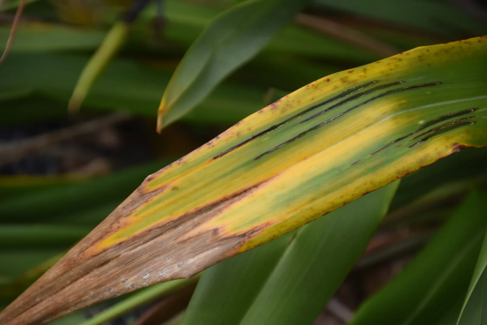 Mountain Flax (Phormium Cookianum) — dramatic flower spikes can shoot up to an additional 6 to 10 feet; consider its need for space