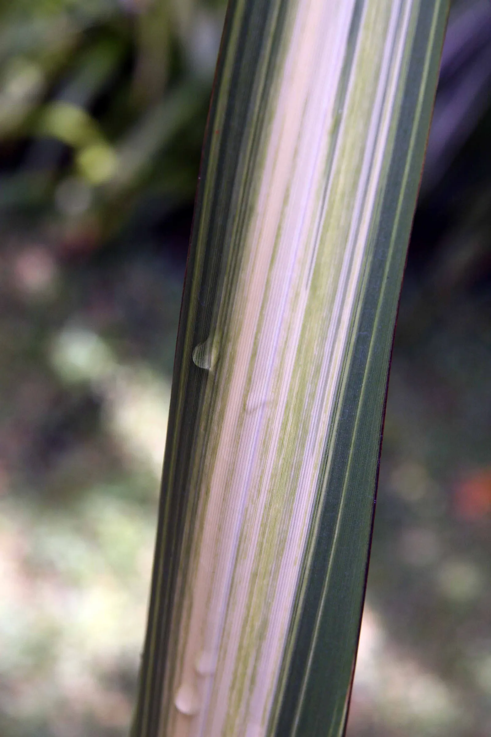 Mountain Flax (Phormium Cookianum) — making it an ideal focal point or accent plant.<br><br>The leaves of Mountain Flax offer a variety of colors