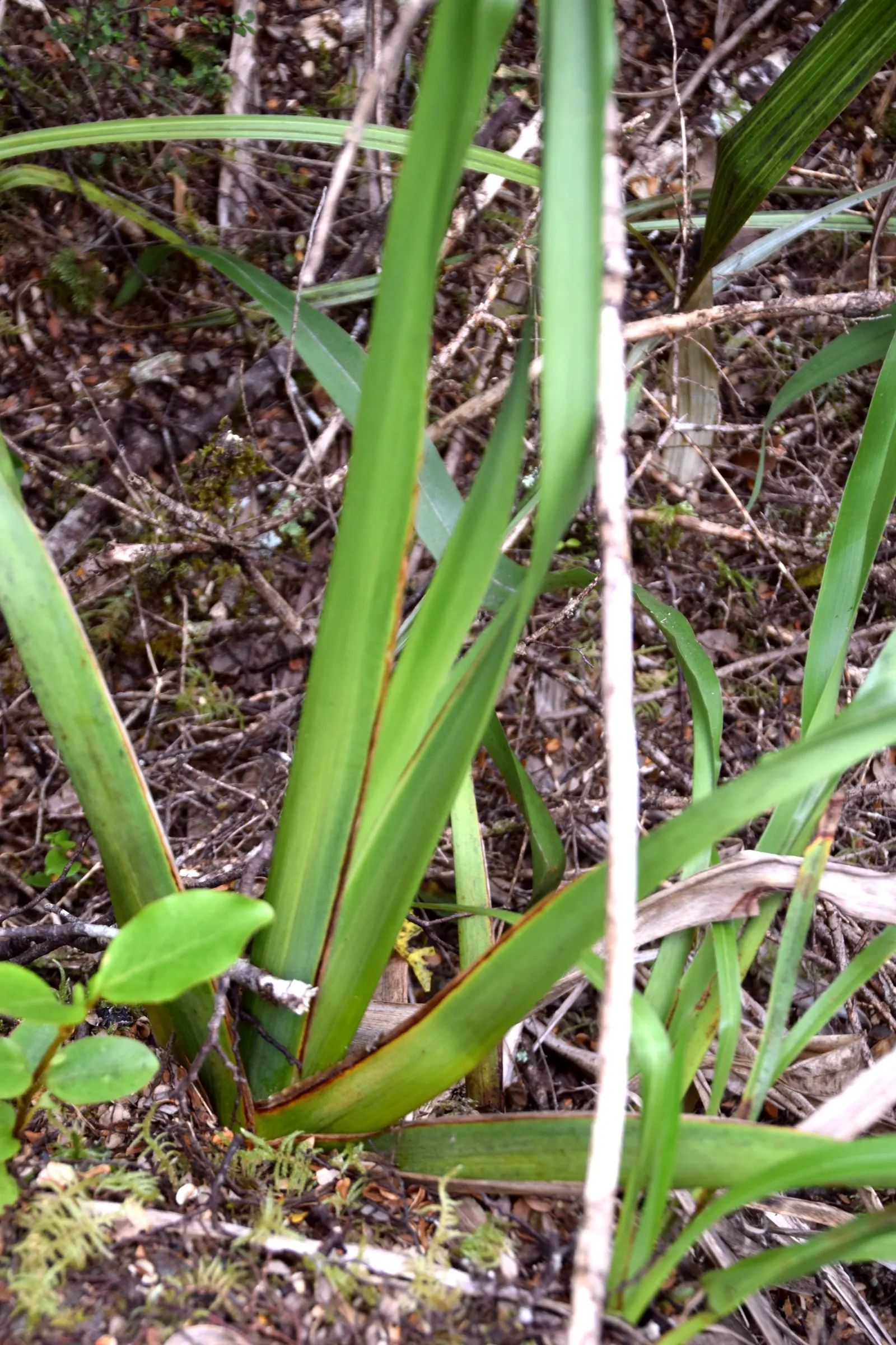 Mountain Flax (Phormium Cookianum) — from coastal exposure to partial shade; makes it a valuable addition to borders