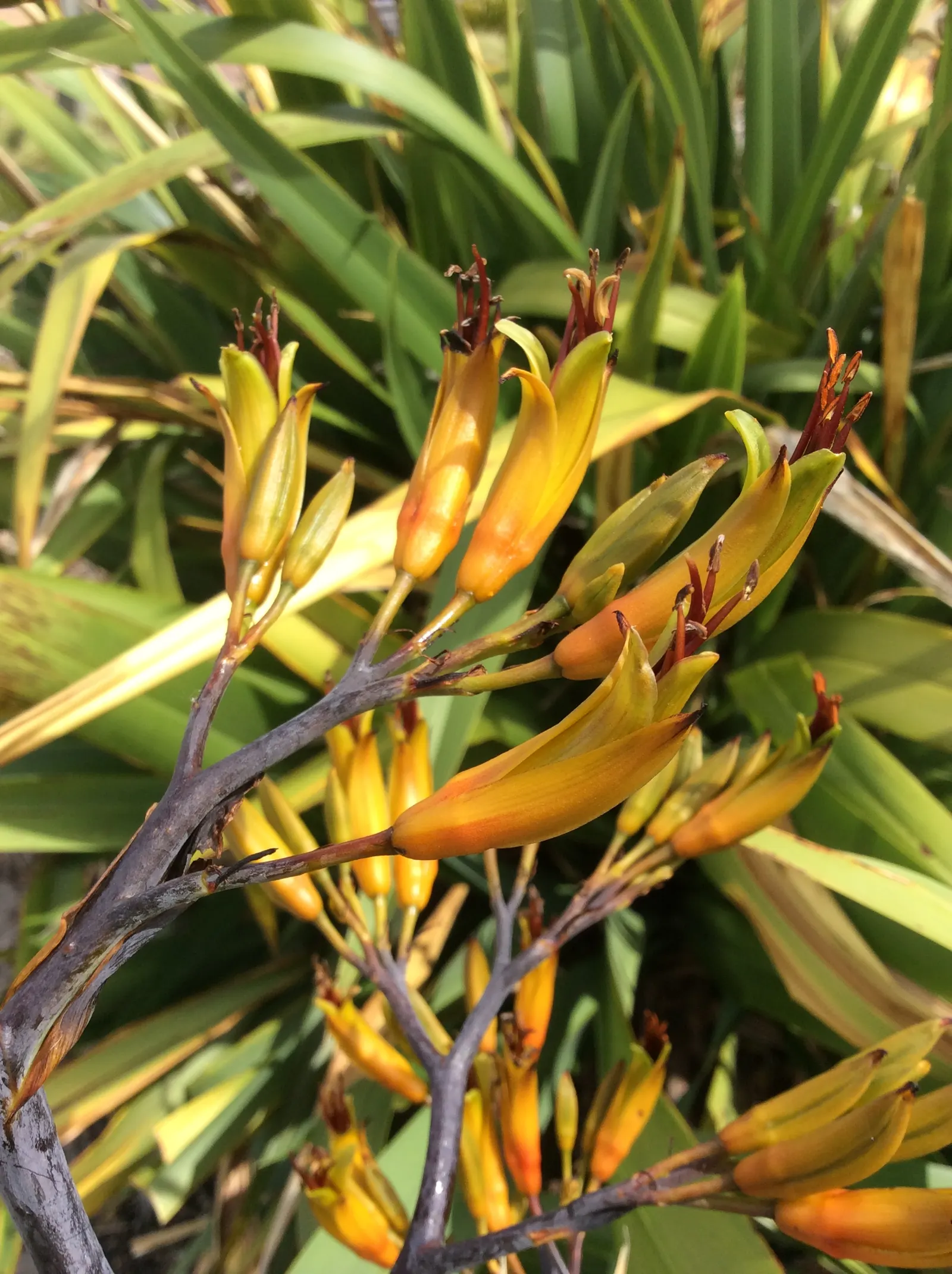 Mountain Flax (Phormium Cookianum) — makes it a valuable addition to borders; from coastal exposure to partial shade
