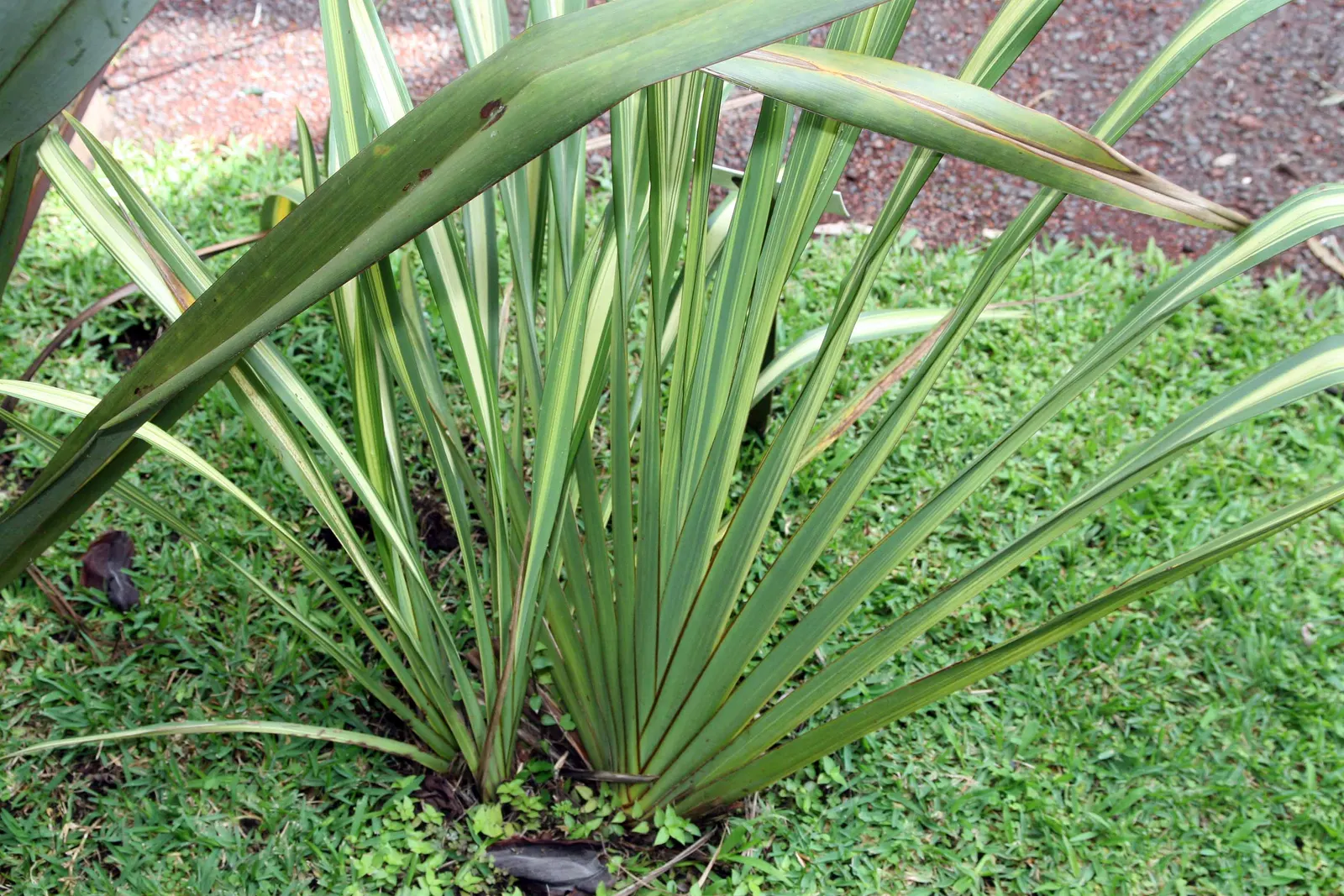 Mountain Flax (Phormium Cookianum) — This New Zealand native thrives in USDA zones 8-10, preferring well-drained soils and full to partial sun
