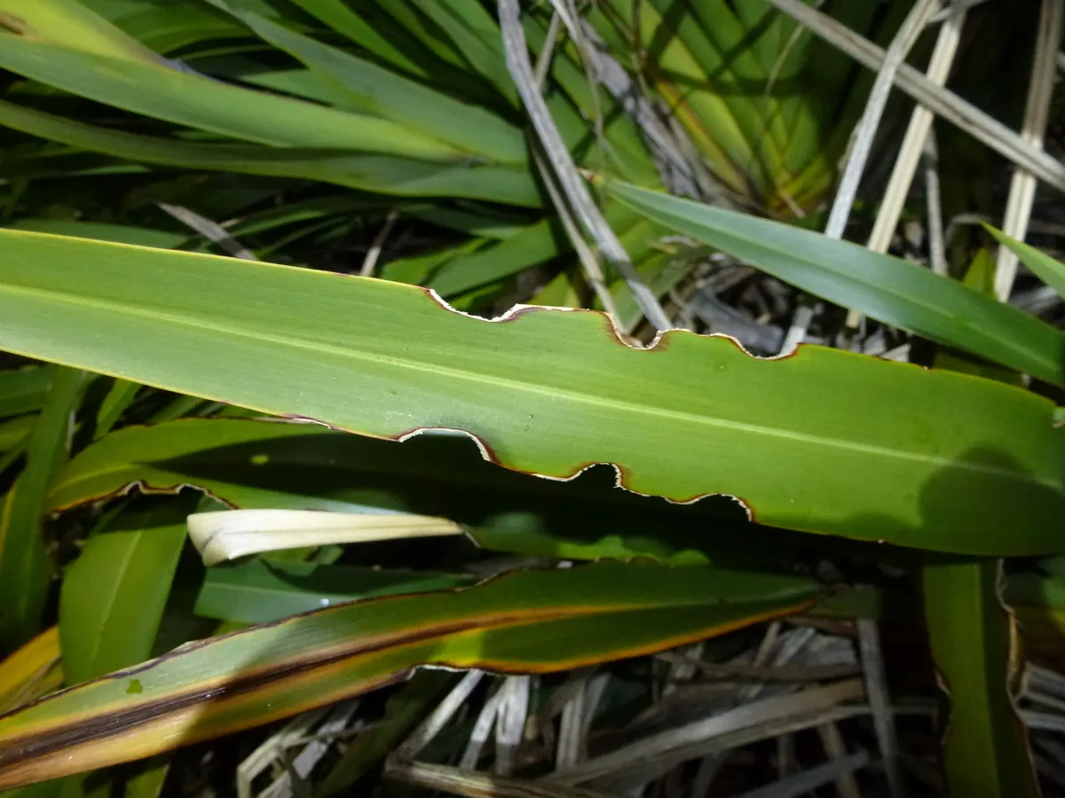 Mountain Flax (Phormium Cookianum) — evergreen perennial sporting sword-like leaves; making it an ideal focal point or accent plant.<br><br>The leaves of