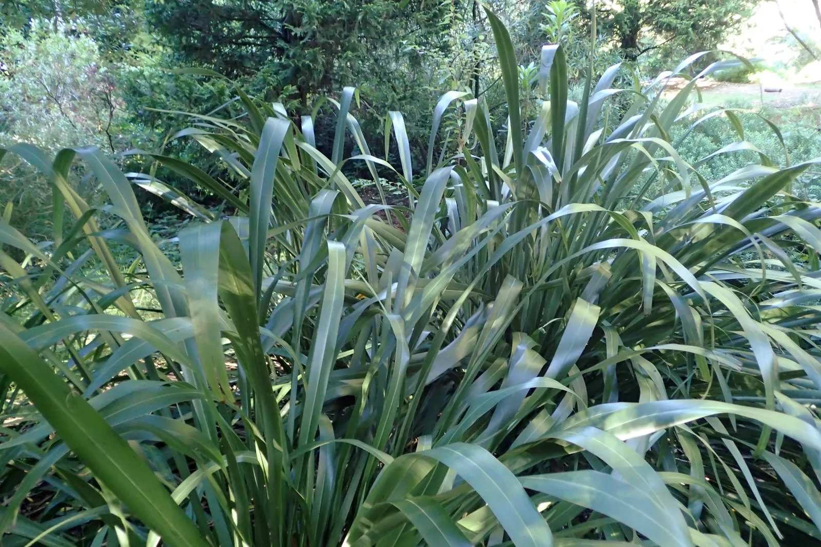 Mountain Flax (Phormium Cookianum) — consider its need for space