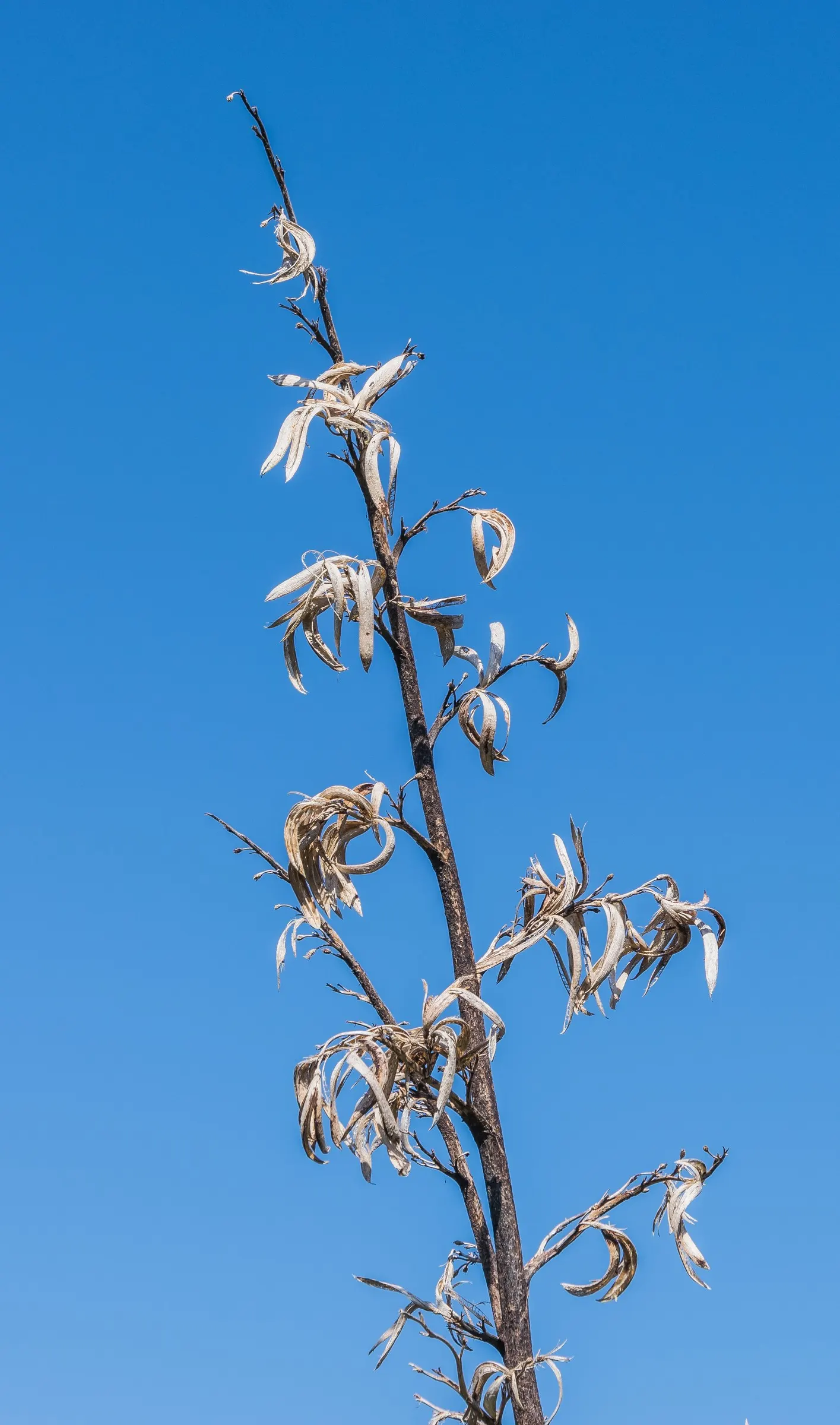 Mountain Flax (Phormium Cookianum) — Its architectural form and richly textured foliage add a touch of exotic sophistication to landscape designs; withstanding