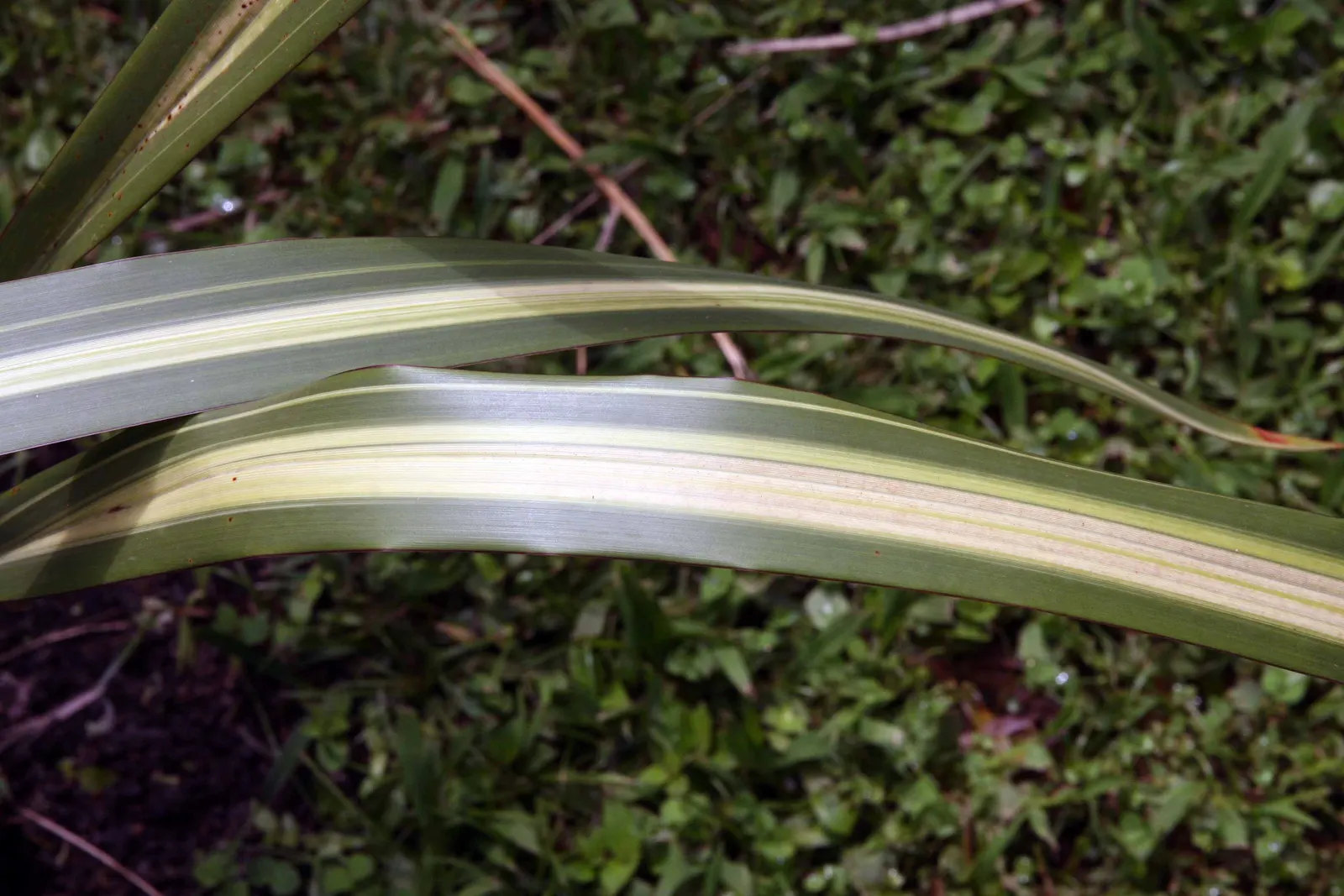 Mountain Flax (Phormium Cookianum) — commonly known as Mountain Flax; this New Zealand native thrives in USDA zones 8-10, preferring well-drained, image 49