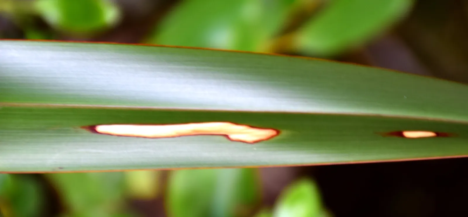 Mountain Flax (Phormium Cookianum) — evergreen perennial sporting sword-like leaves; making it an ideal focal point or accent plant.<br><br>The, image 50