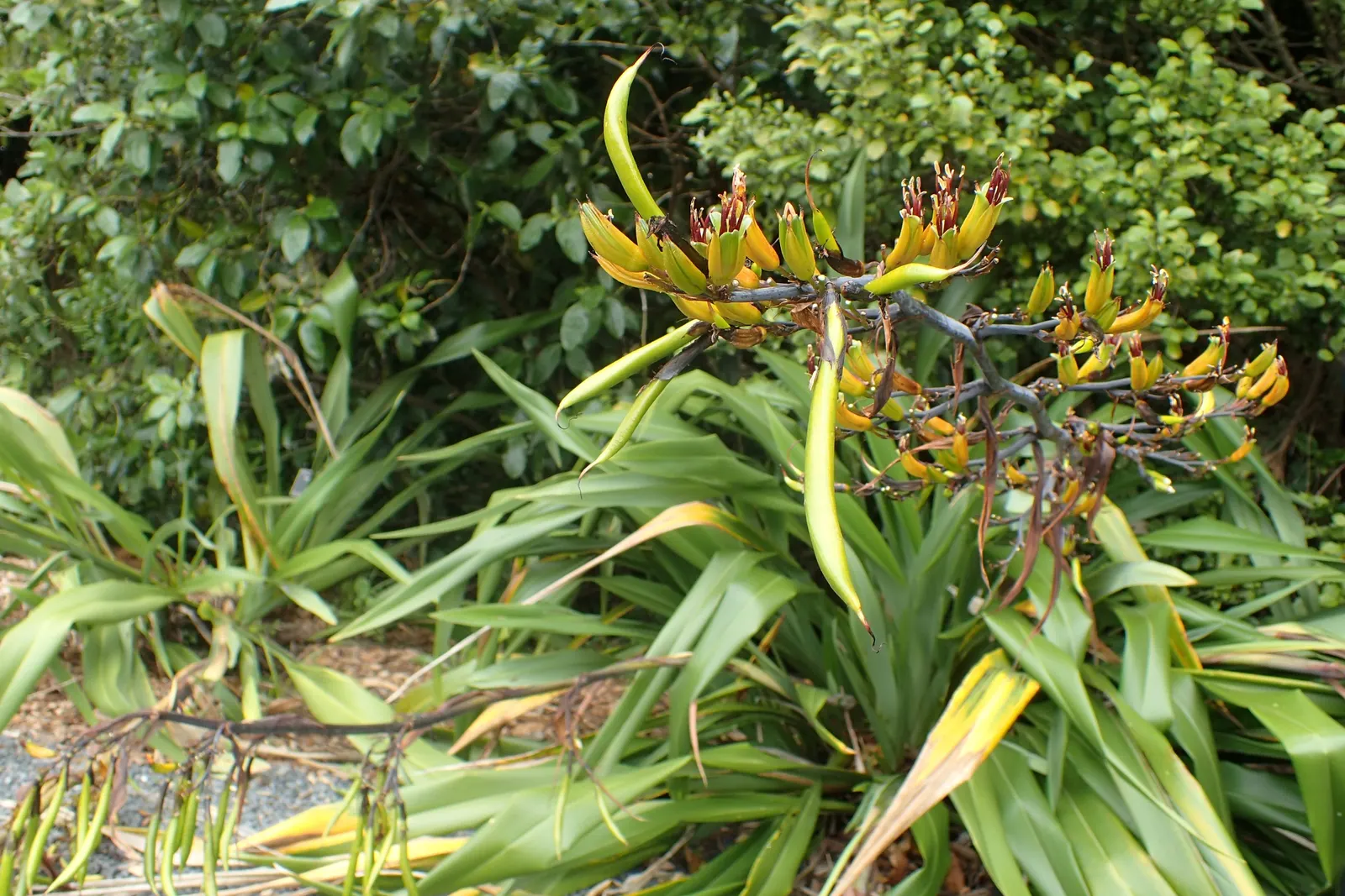 Mountain Flax (Phormium Cookianum) — providing visual interest throughout the year; is a robust and versatile perennial native to New Zealand, image 60