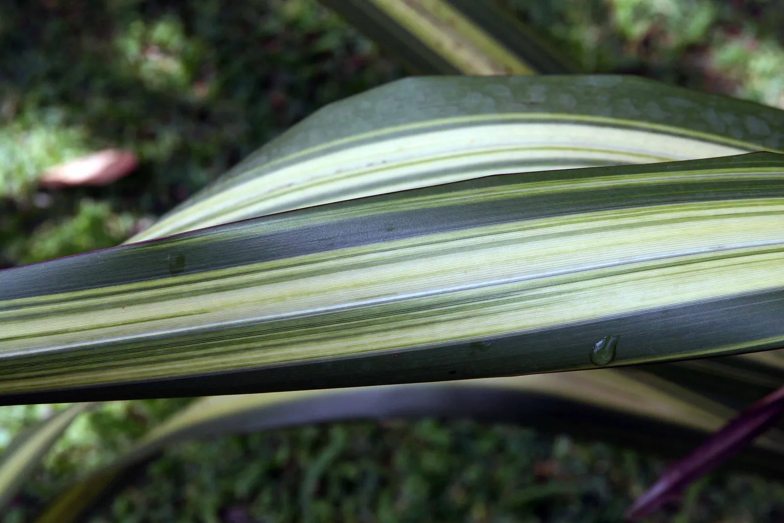 Mountain Flax (Phormium Cookianum) — making it an ideal focal point or accent plant.<br><br>The leaves of Mountain Flax offer a variety of colors; evergreen