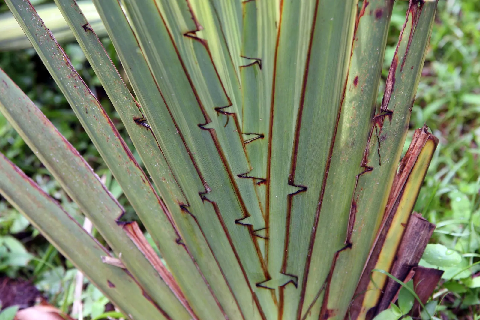 Mountain Flax (Phormium Cookianum) — though it should be protected from harsh; as the plant's foliage can be quite expansive