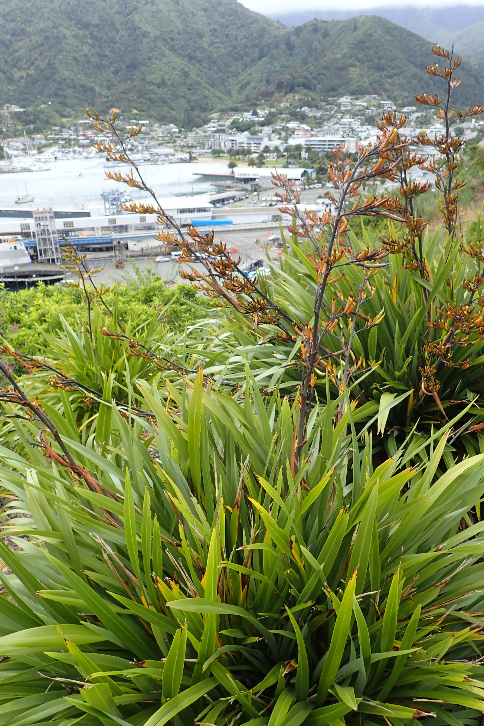 Mountain Flax (Phormium Cookianum) — curving yellow or red flower spikes up to 5 ft tall
