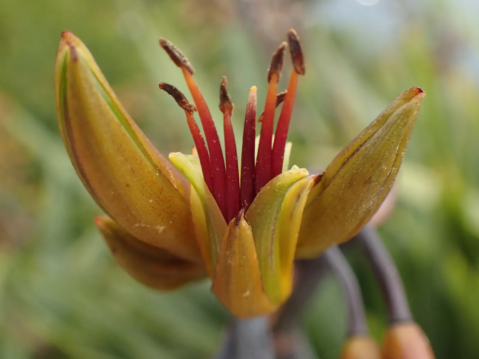 Mountain Flax (Phormium Cookianum) — withstanding temperatures down to approximately 20&deg;F to 25&deg;F; its architectural form and richly, image 67