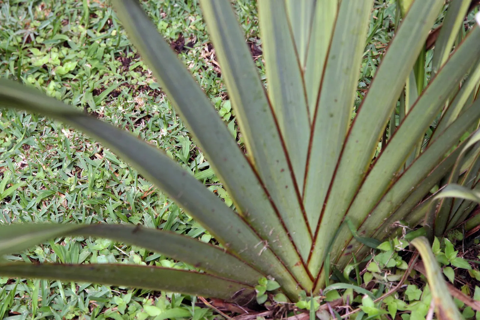Mountain Flax (Phormium Cookianum) — commonly known as Mountain Flax or Wharariki; curving yellow or red flower spikes up to 5 ft tall, image 56