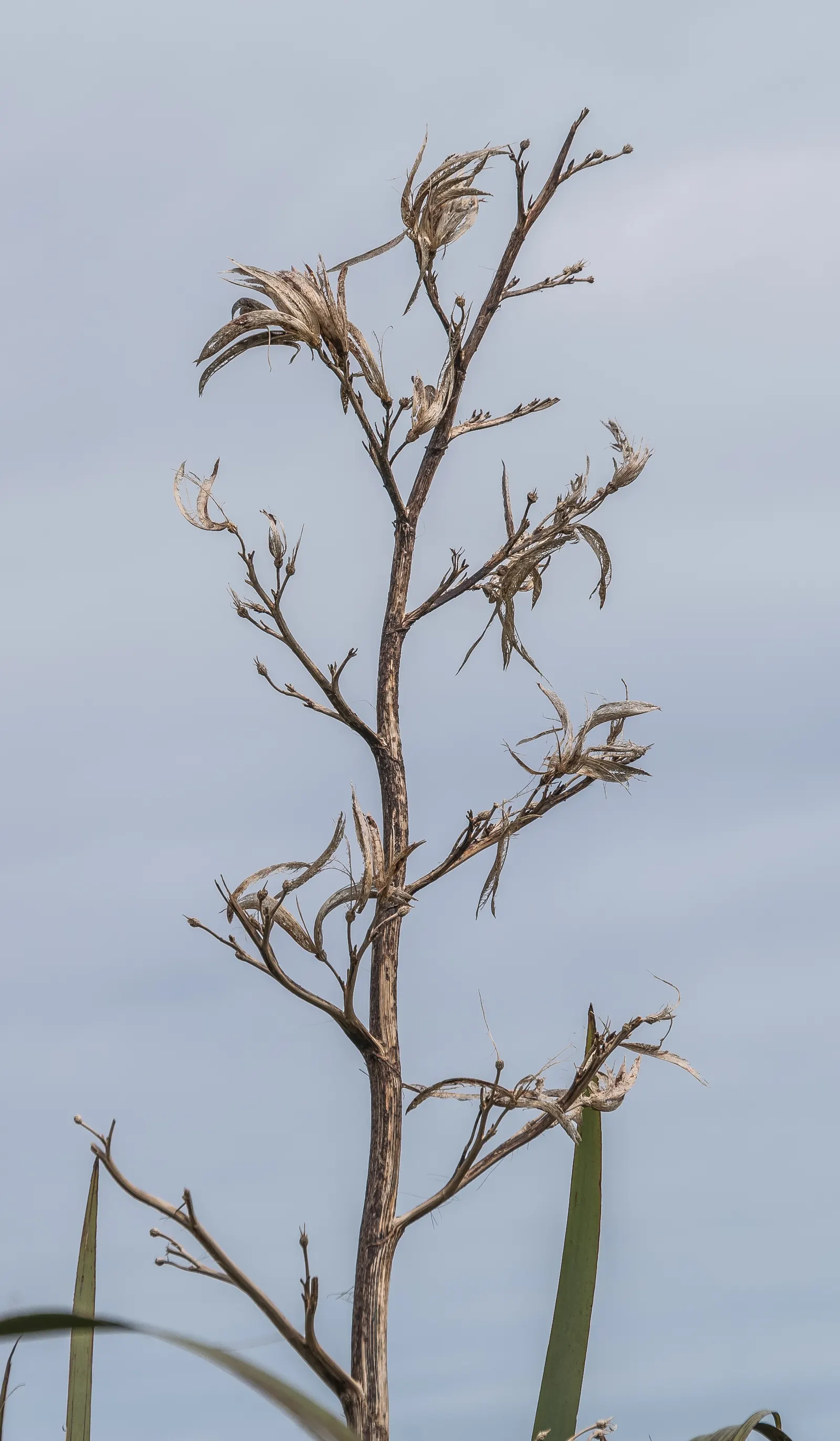 Mountain Flax (Phormium Cookianum) — commonly known as Mountain Flax