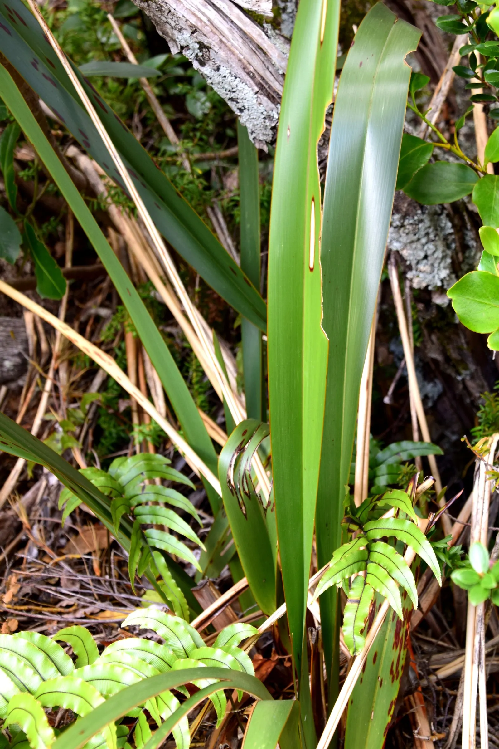 Mountain Flax (Phormium Cookianum) — from coastal exposure to partial shade; makes it a valuable addition to borders, image 62