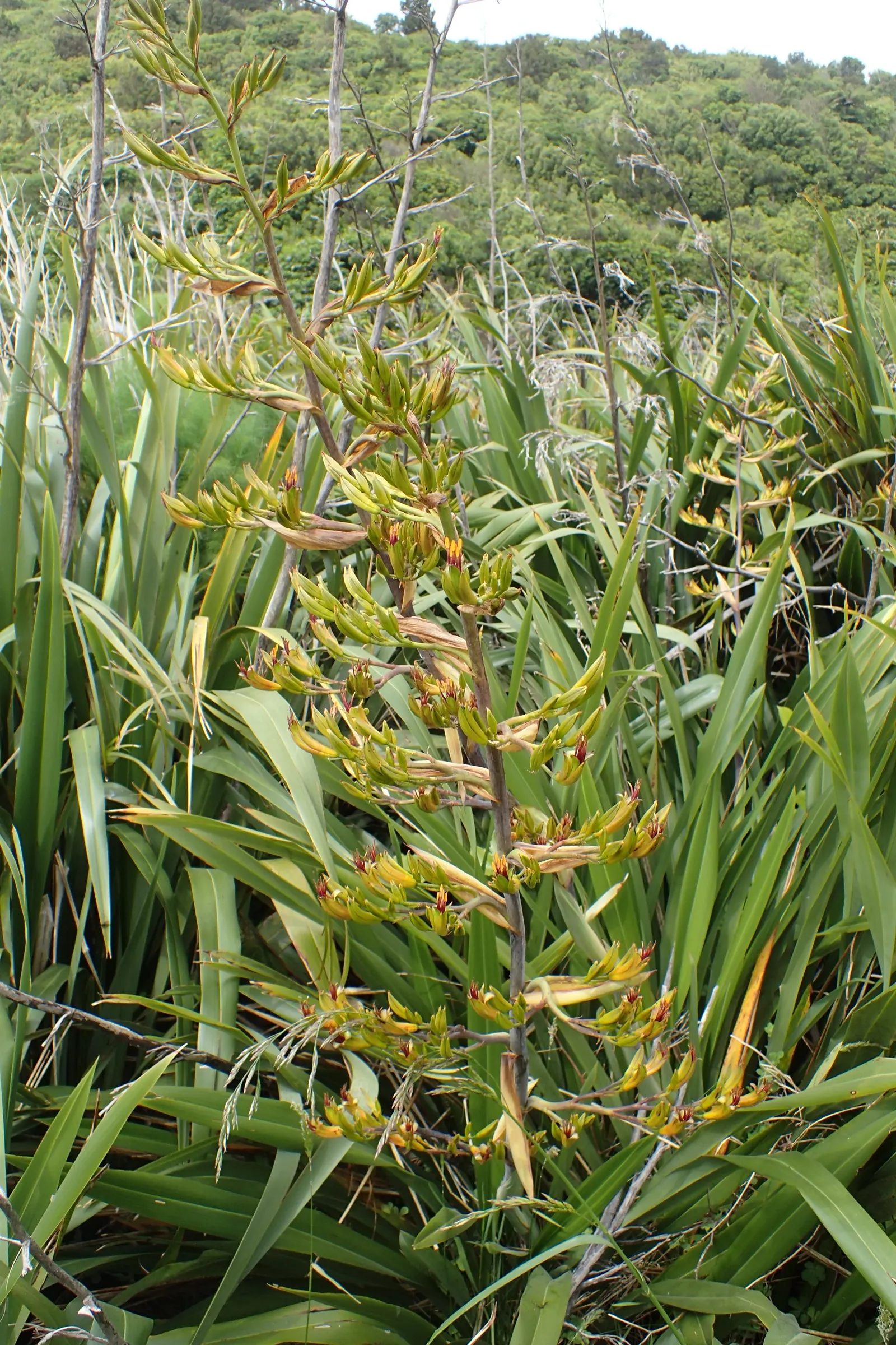 Mountain Flax (Phormium Cookianum) — adding a dramatic touch to the landscape