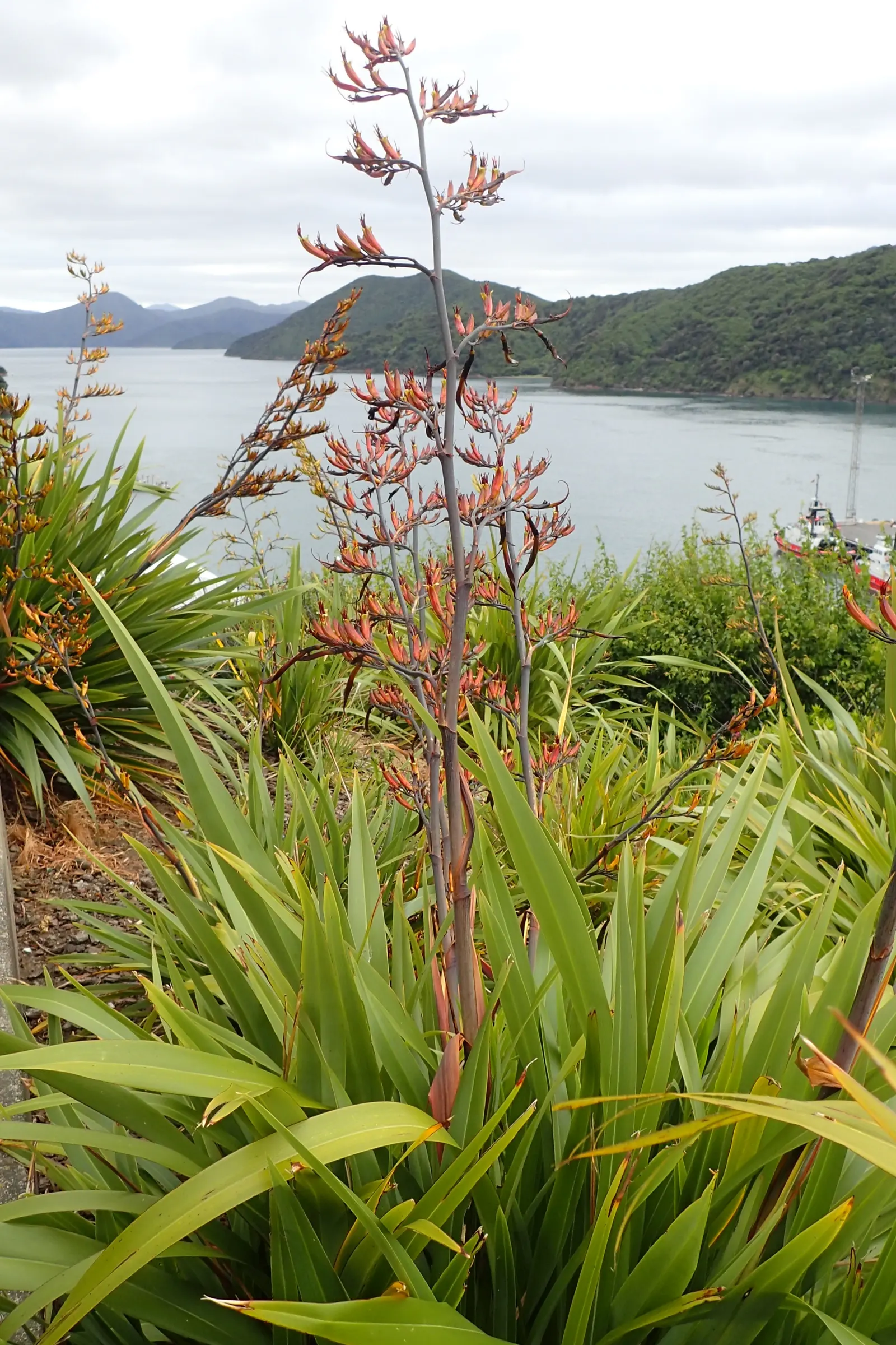 Mountain Flax (Phormium Cookianum) — Low-maintenance; ideal for mass planting and coastal gardens