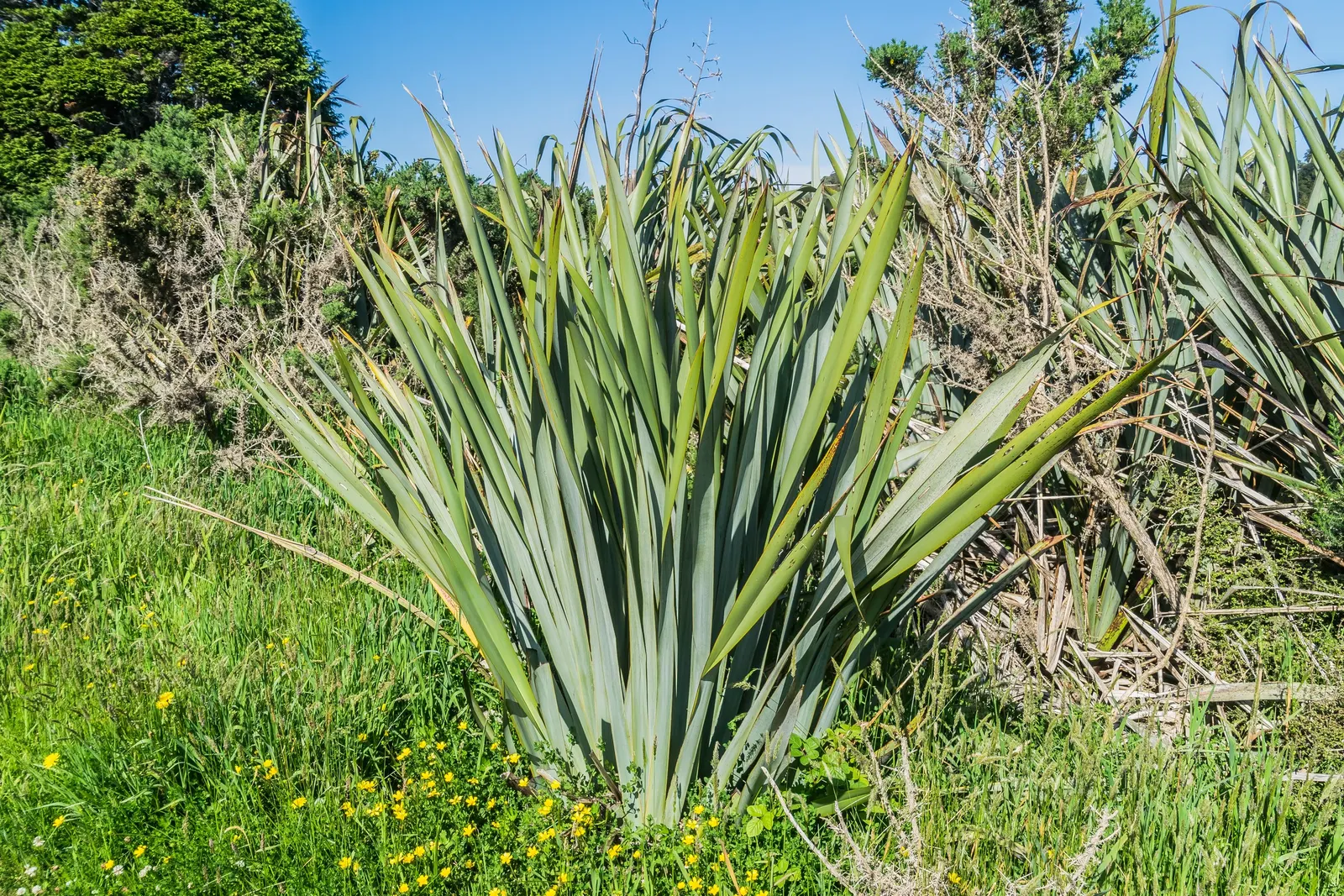 Mountain Flax (Phormium Cookianum) — makes it a valuable addition to borders