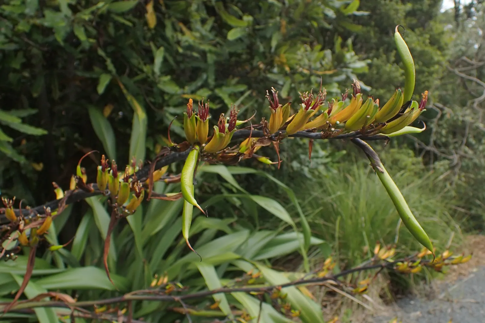 Mountain Flax (Phormium Cookianum) — Space them approximately 3 to 4 feet apart to allow for mature growth; reaching up to 3 ft in length, image 66