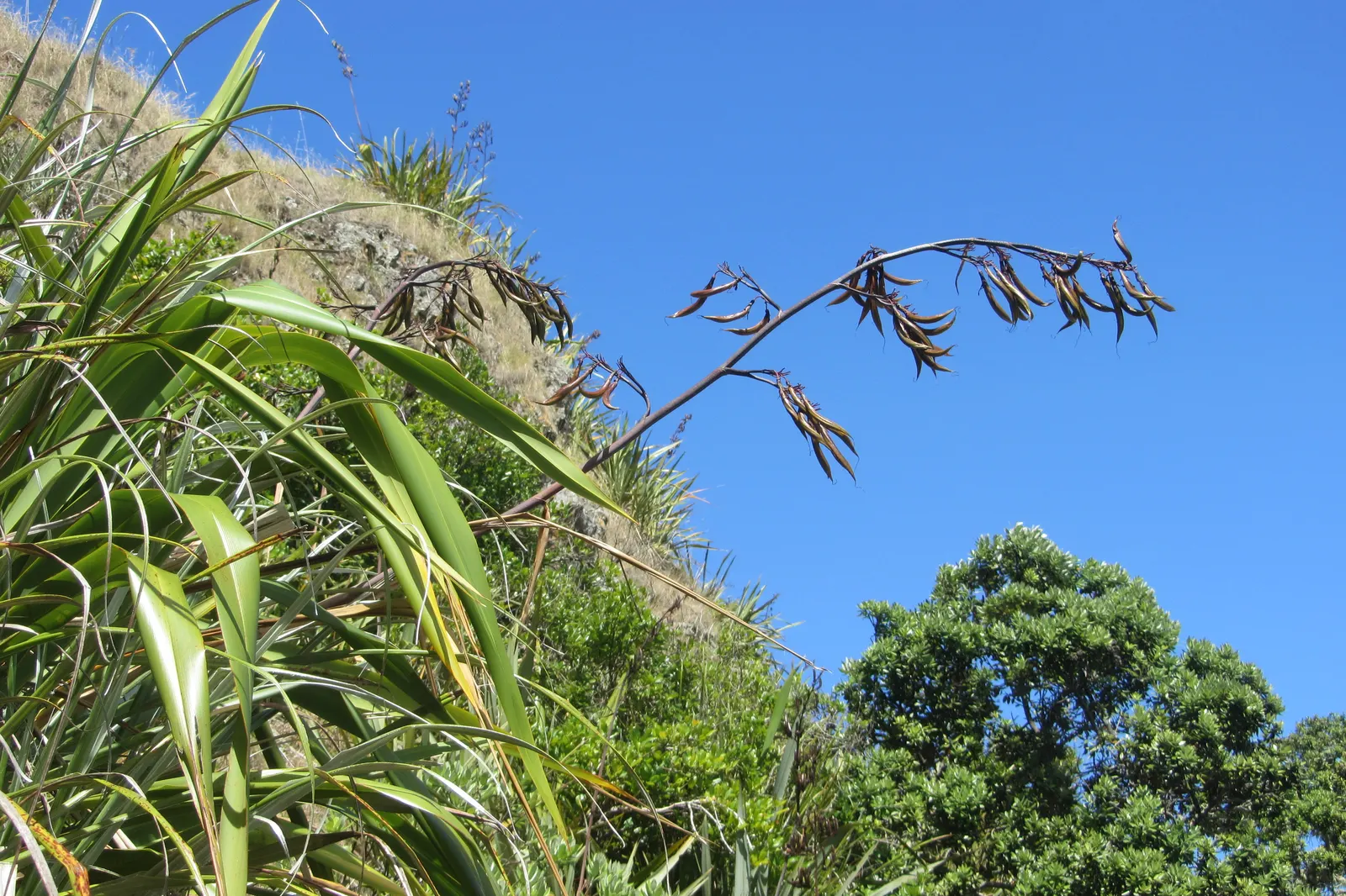 Mountain Flax (Phormium Cookianum) — is a robust and versatile perennial native to New Zealand; providing visual interest throughout the year