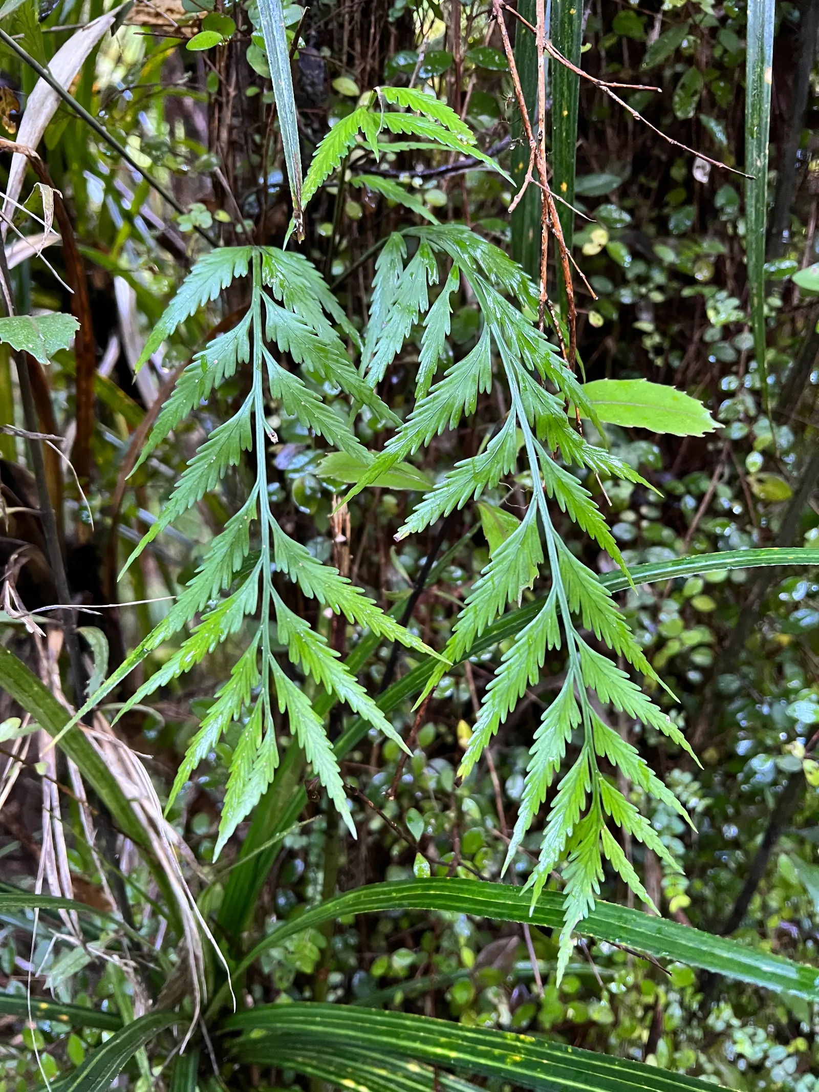 Mountain Flax (Phormium Cookianum) — commonly known as Mountain Flax or Wharariki