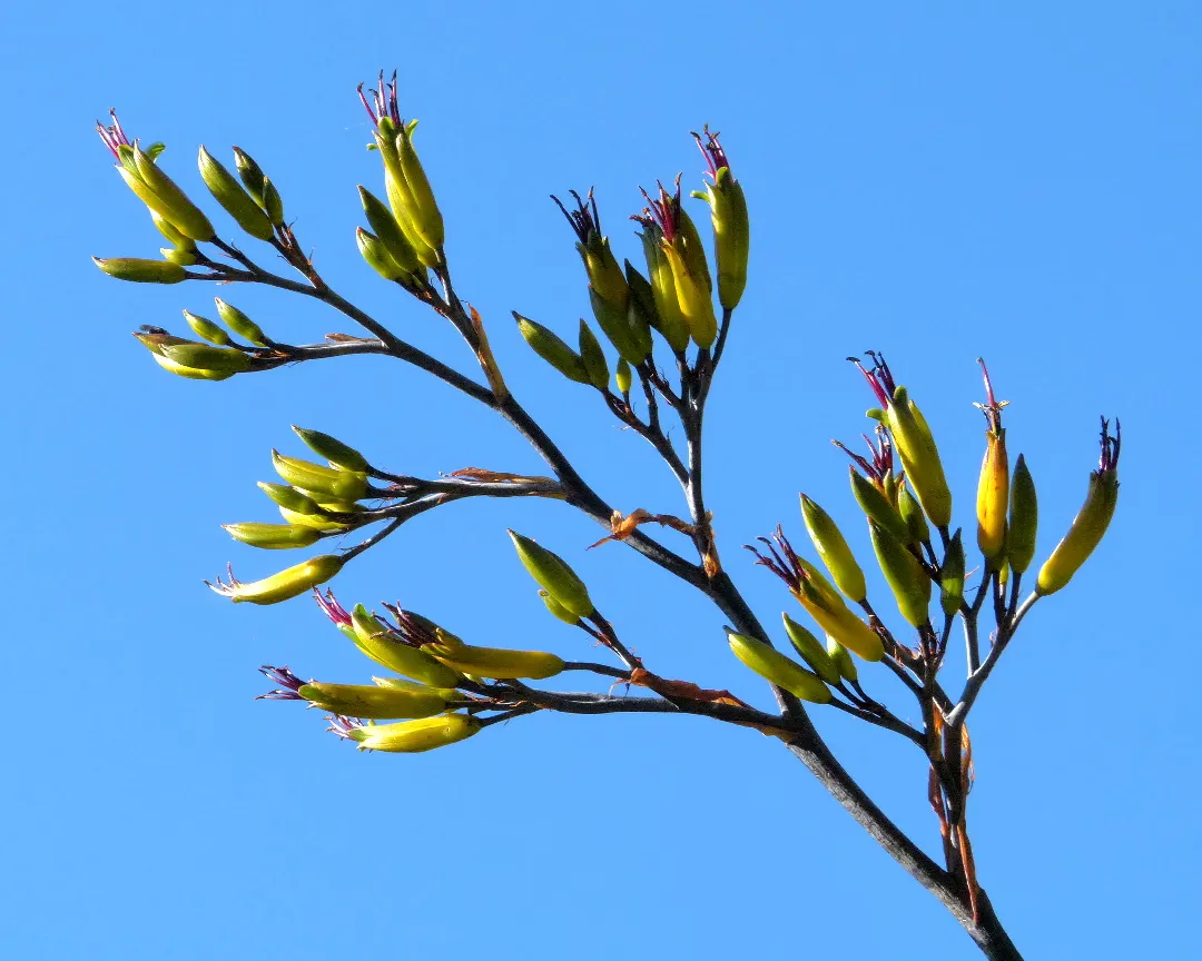 Mountain Flax (Phormium Cookianum) — making it an ideal focal point or accent plant.<br><br>The leaves of Mountain Flax offer a variety of colors, image 59