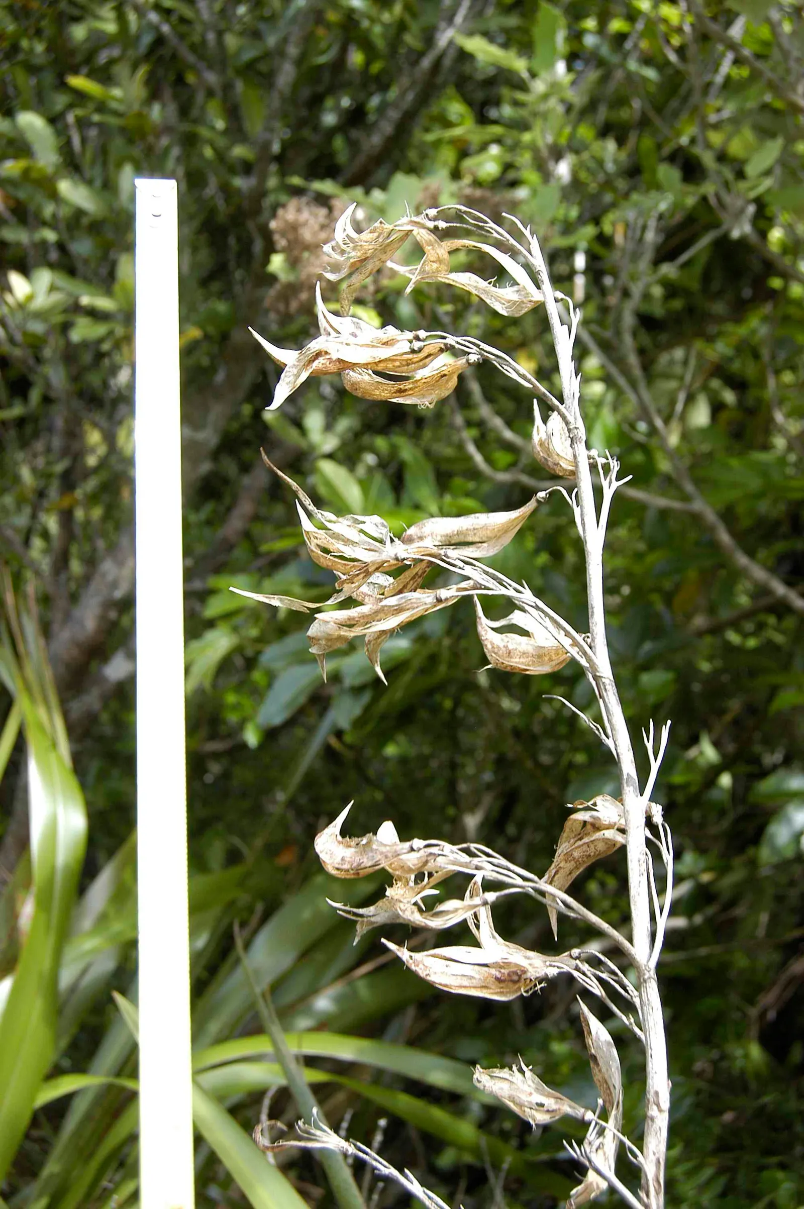 Mountain Flax (Phormium Cookianum) — though it should be protected from harsh; as the plant's foliage can be quite expansive, image 68