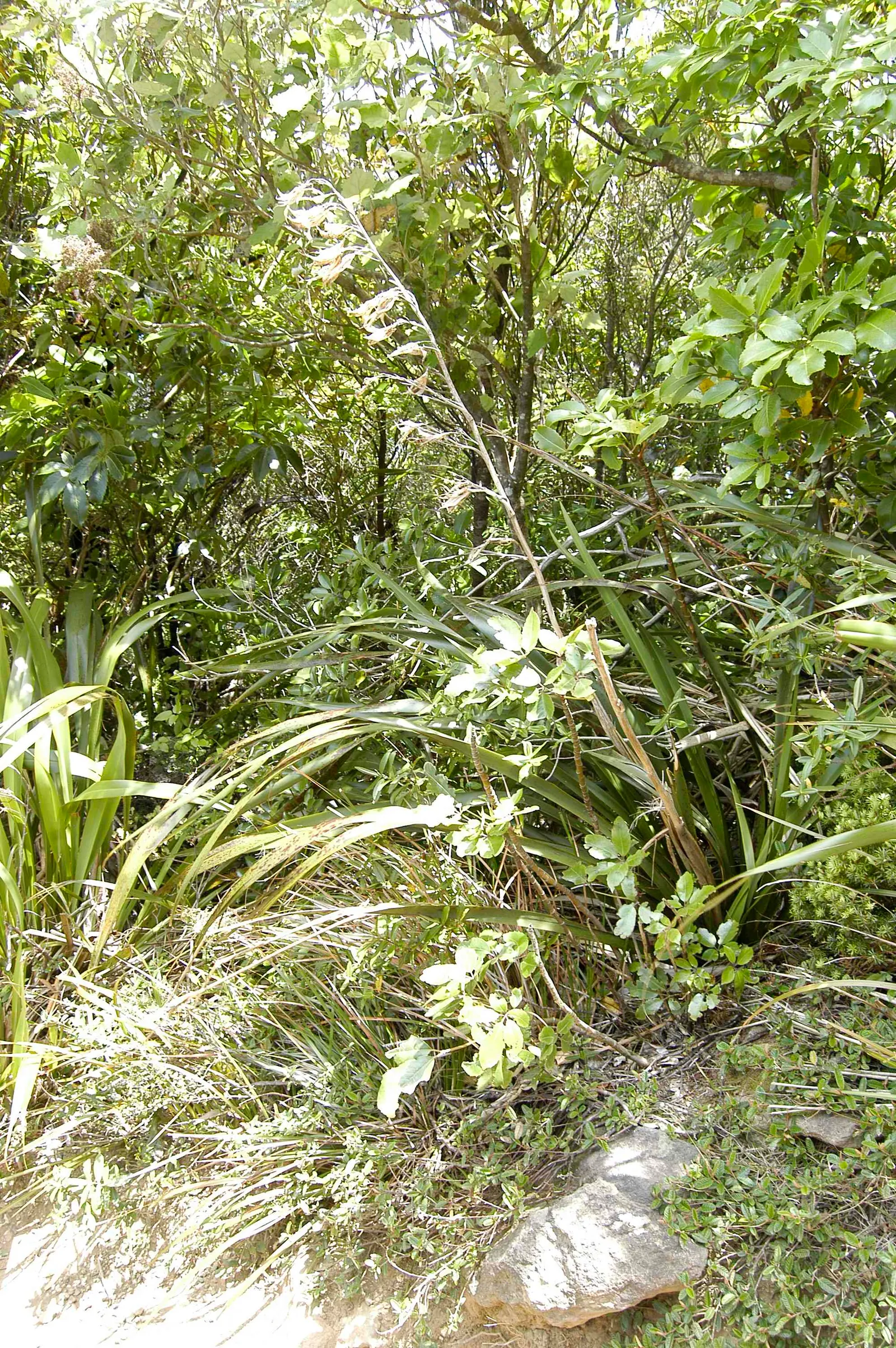 Mountain Flax (Phormium Cookianum) — This New Zealand native thrives in USDA zones 8-10, preferring well-drained soils and full to partial sun, image 52