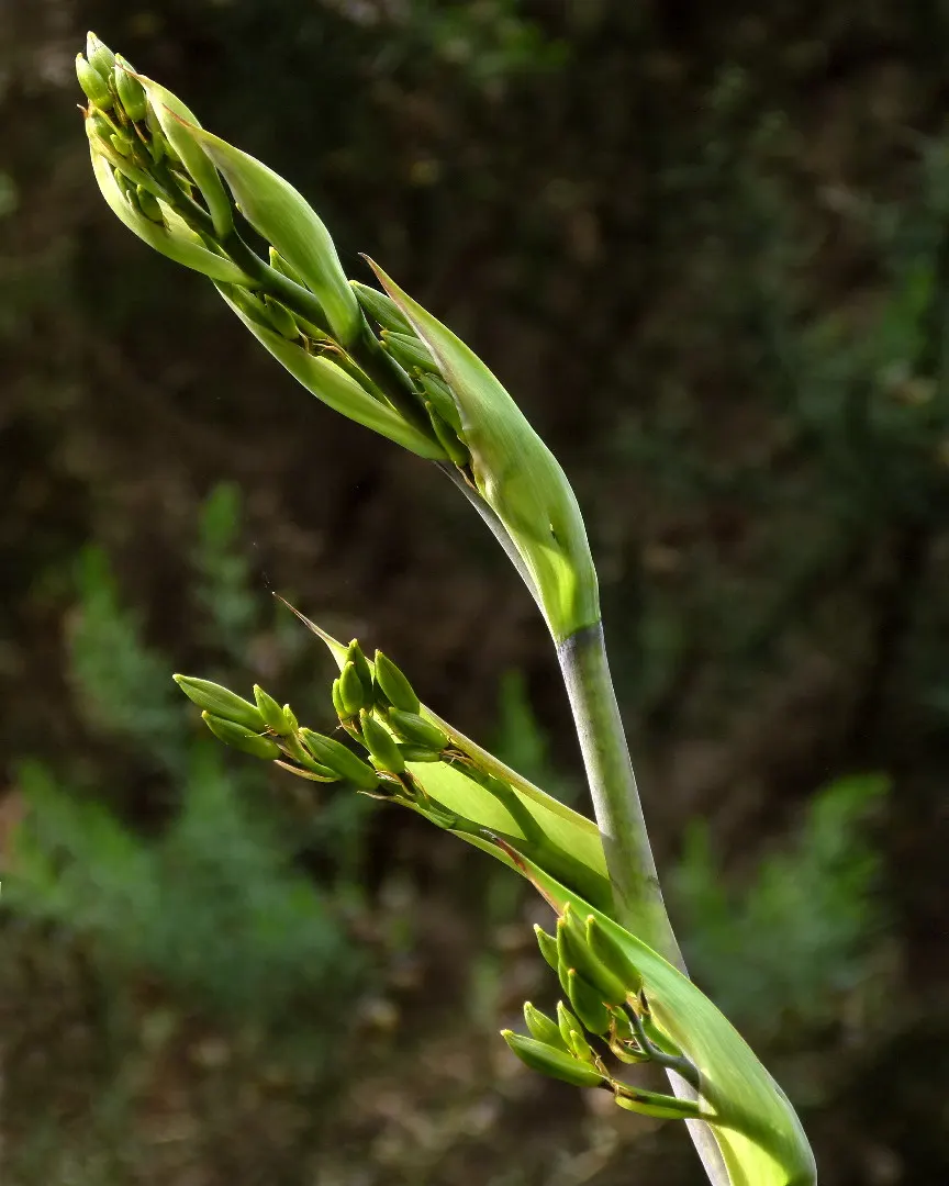 Mountain Flax (Phormium Cookianum) — dramatic flower spikes can shoot up to an additional 6 to 10 feet; consider its need for space, image 61
