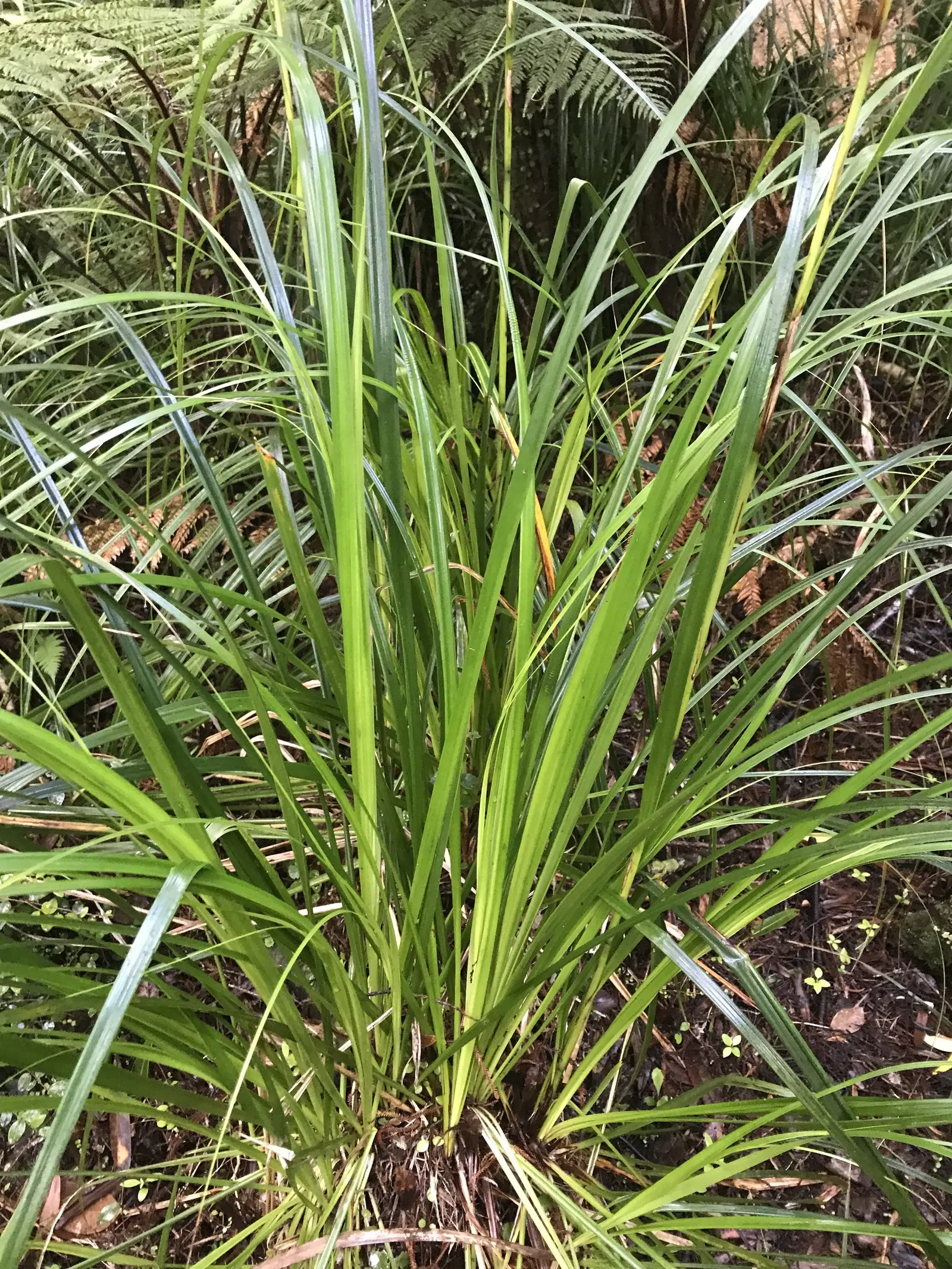 Mountain Flax (Phormium Cookianum) — is a robust and versatile perennial native to New Zealand