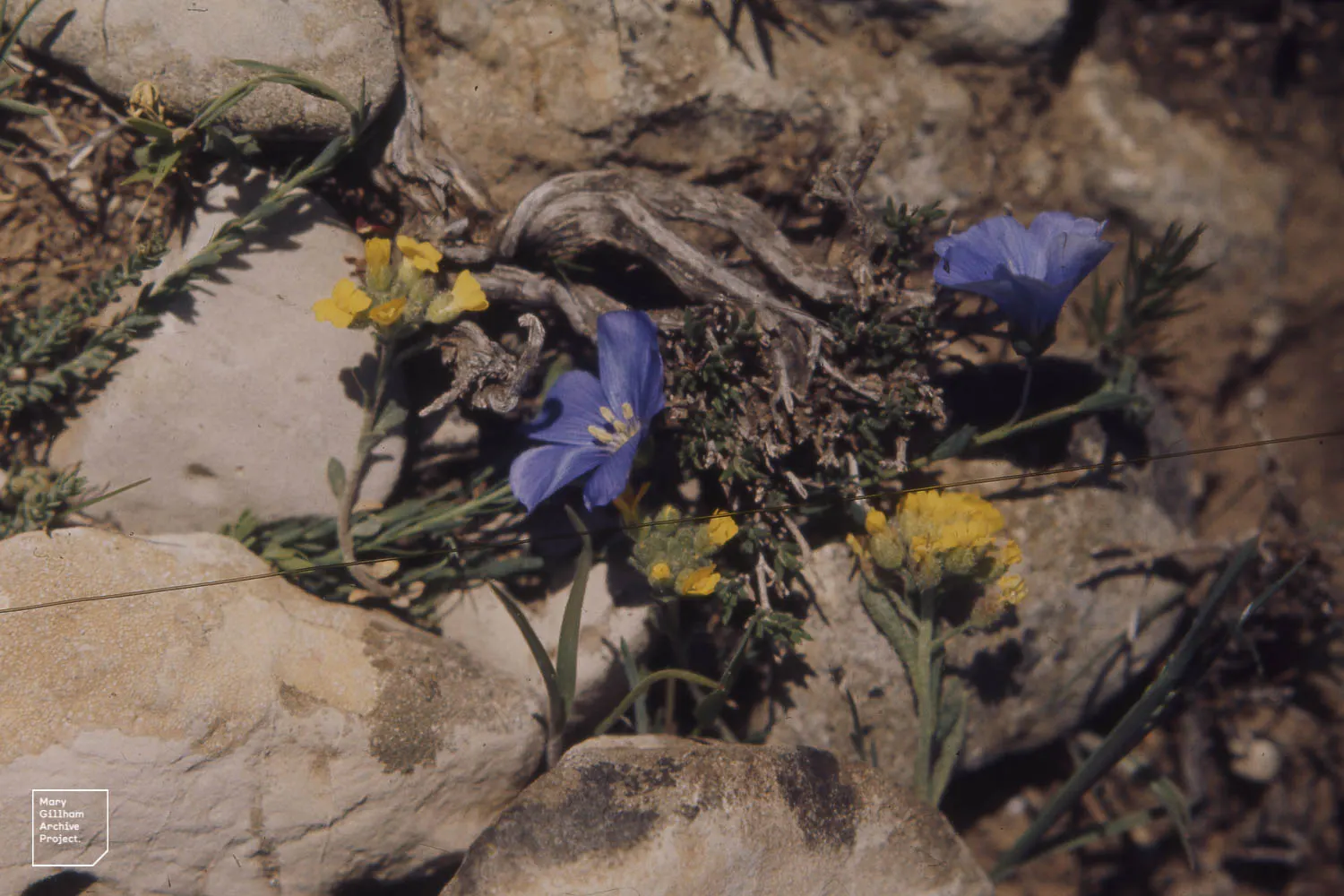 Mountain Flax (Phormium Cookianum) — <br><br>Mountain Flax's resilience