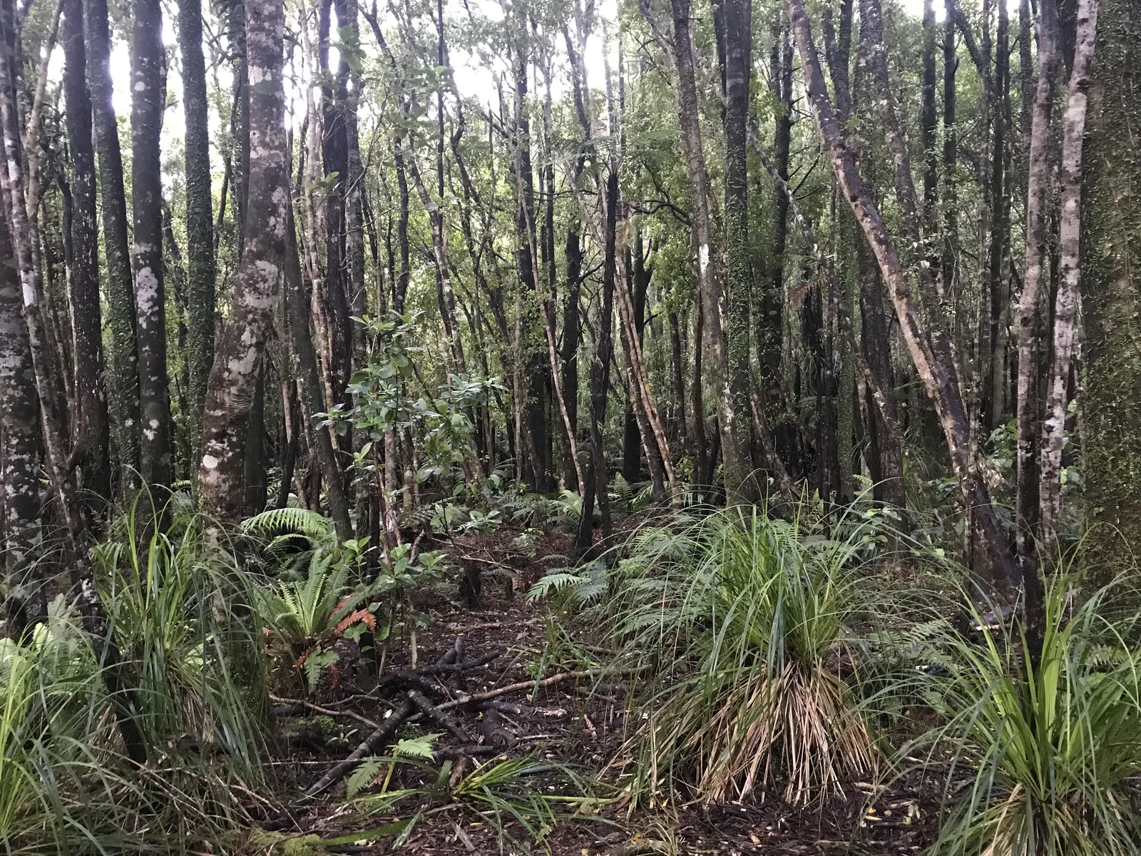 Mountain Flax (Phormium Cookianum) — as the plant's foliage can be quite expansive; though it should be protected from harsh