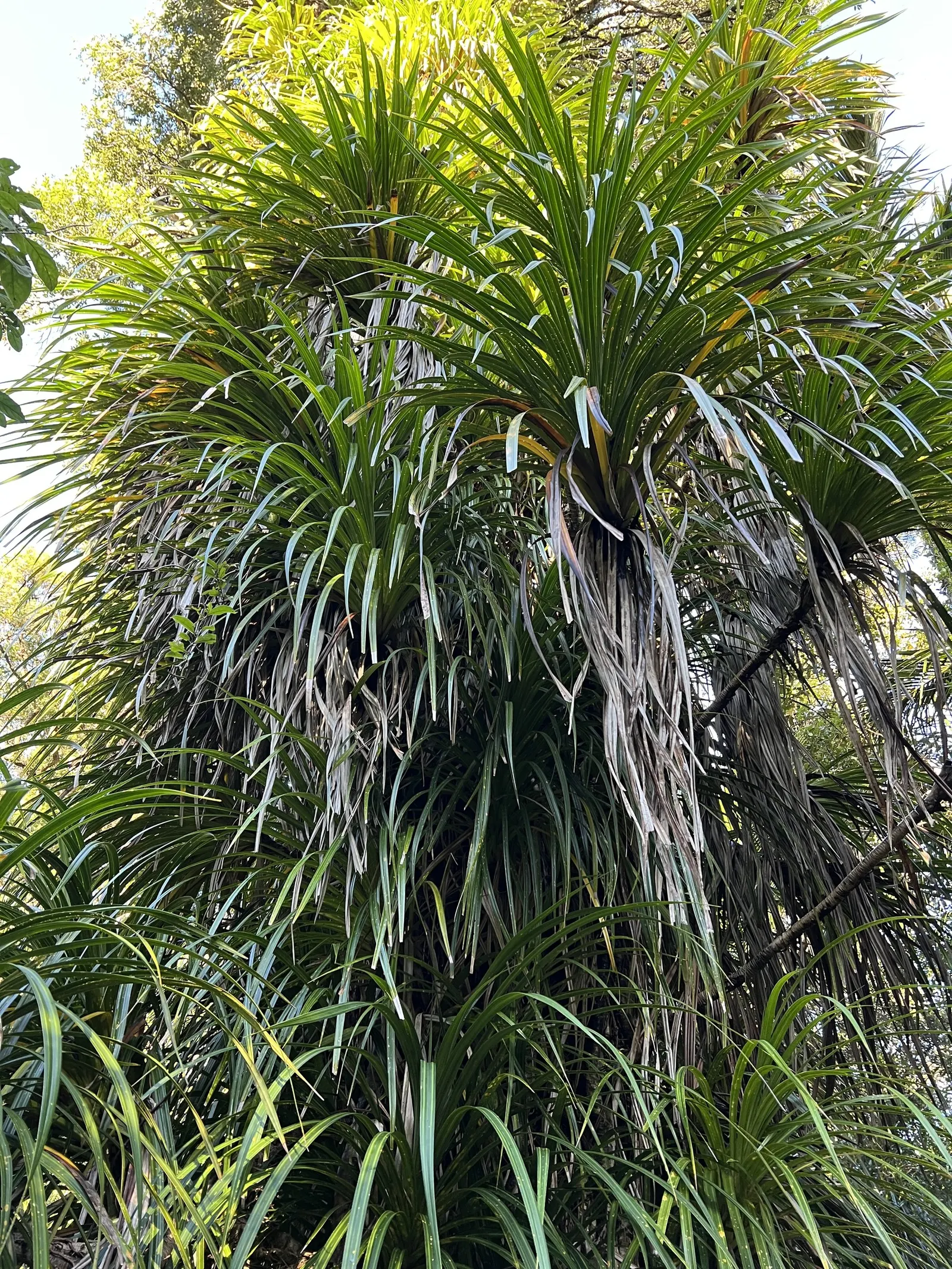 Mountain Flax (Phormium Cookianum) — adding a dramatic touch to the landscape; it requires minimal maintenance once established