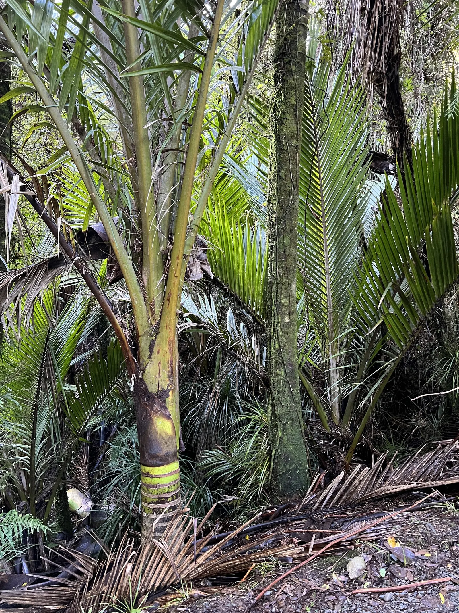 Mountain Flax (Phormium Cookianum) — Space them approximately 3 to 4 feet apart to allow for mature growth; reaching up to 3 ft in length