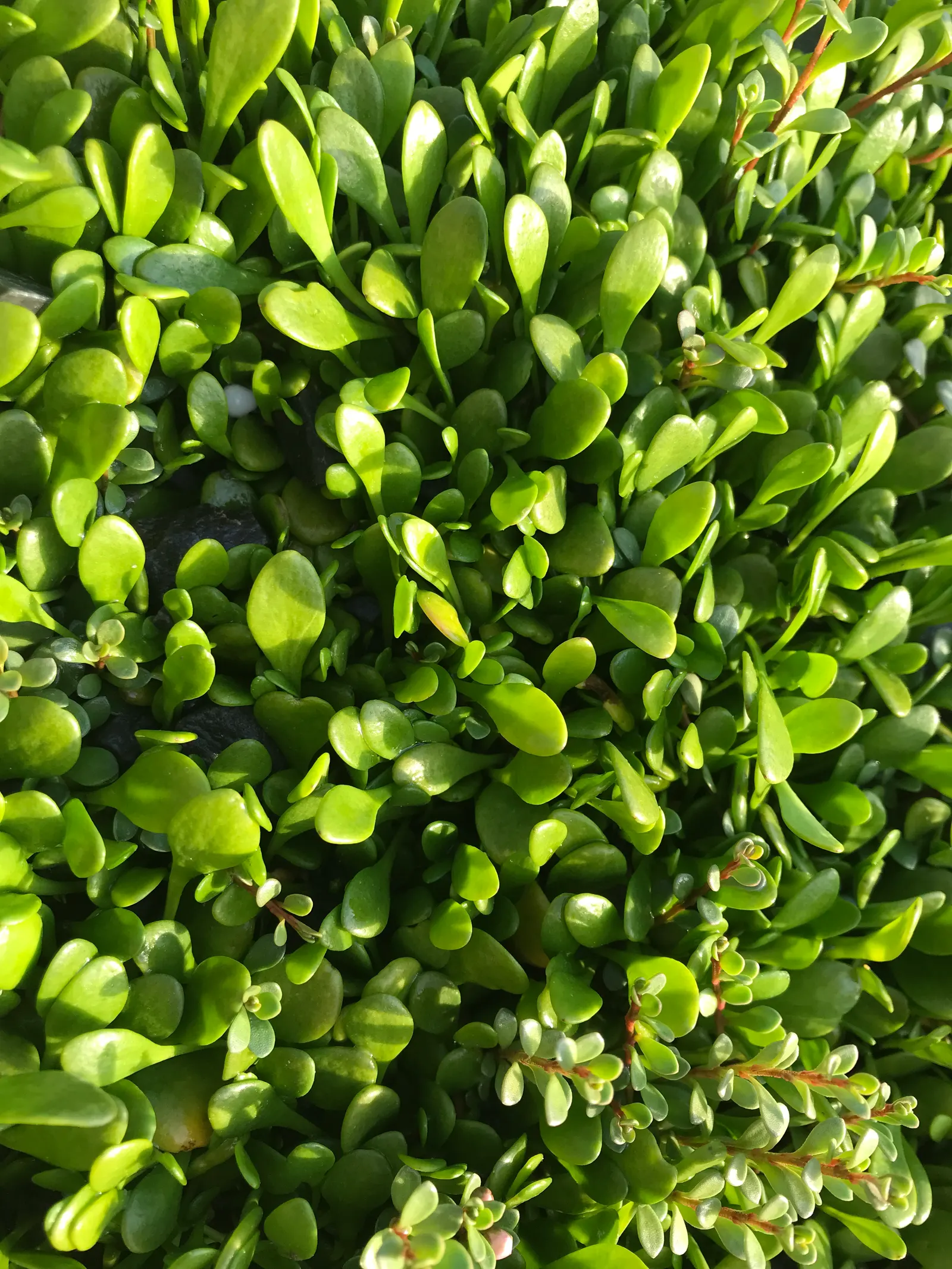 Mountain Flax (Phormium Cookianum) — It requires minimal maintenance once established