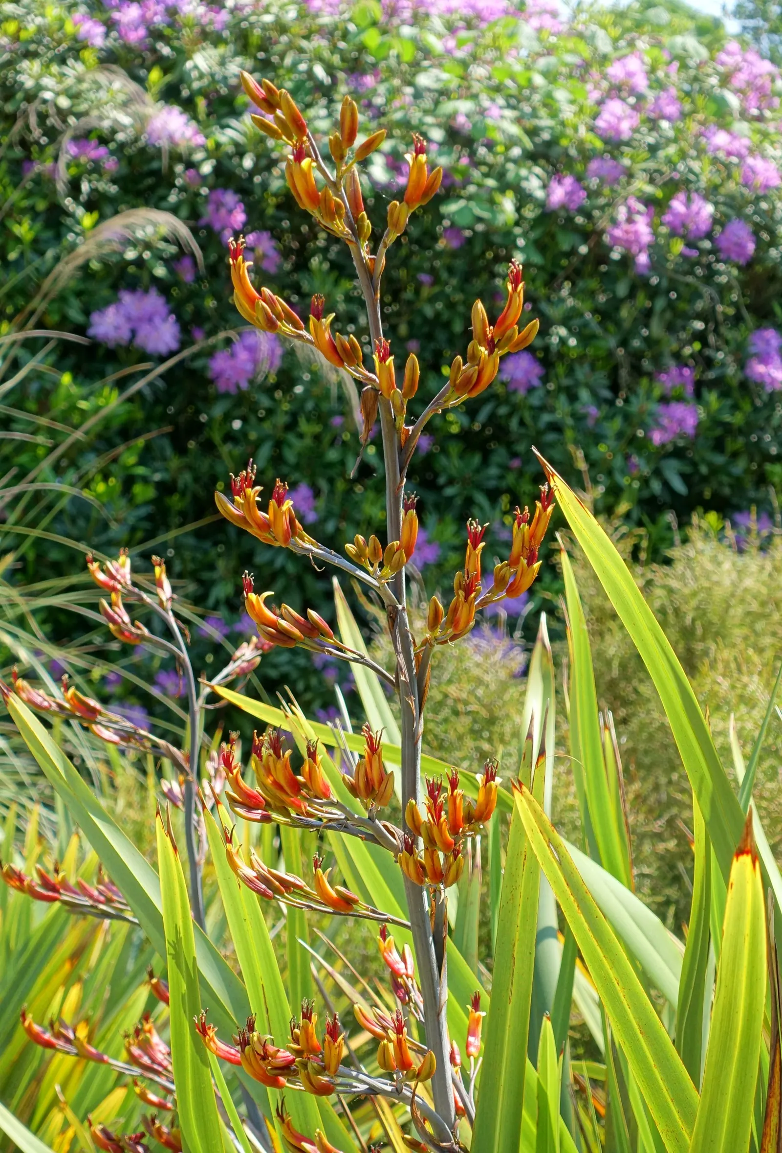 Mountain Flax (Phormium Cookianum) — withstanding temperatures down to approximately 20&deg;F to 25&deg;F