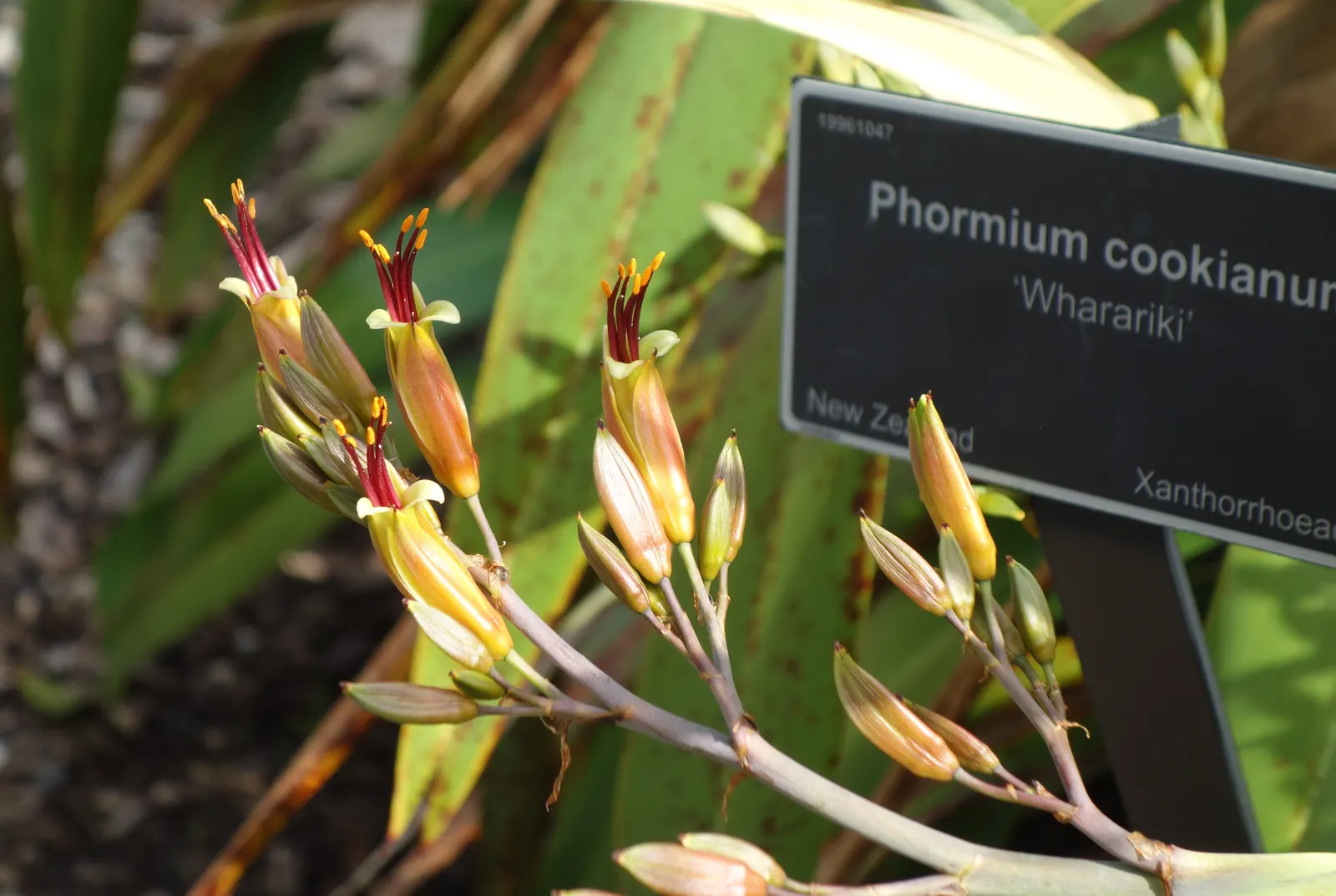 Mountain Flax (Phormium Cookianum) — reaching up to 3 ft in length