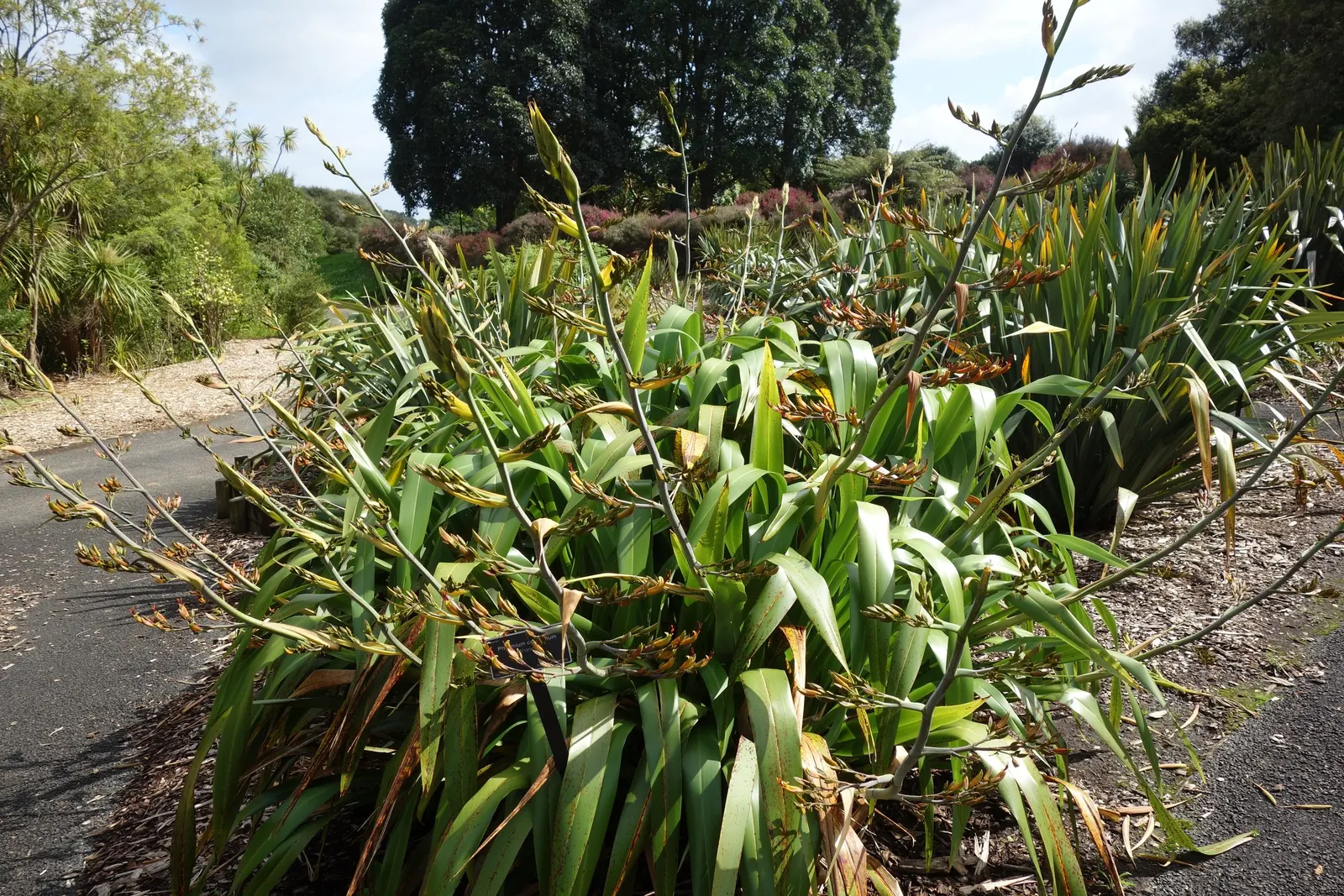 Mountain Flax (Phormium Cookianum) — reaching up to 3 ft in length; space them approximately 3 to 4 feet apart to allow for mature growth