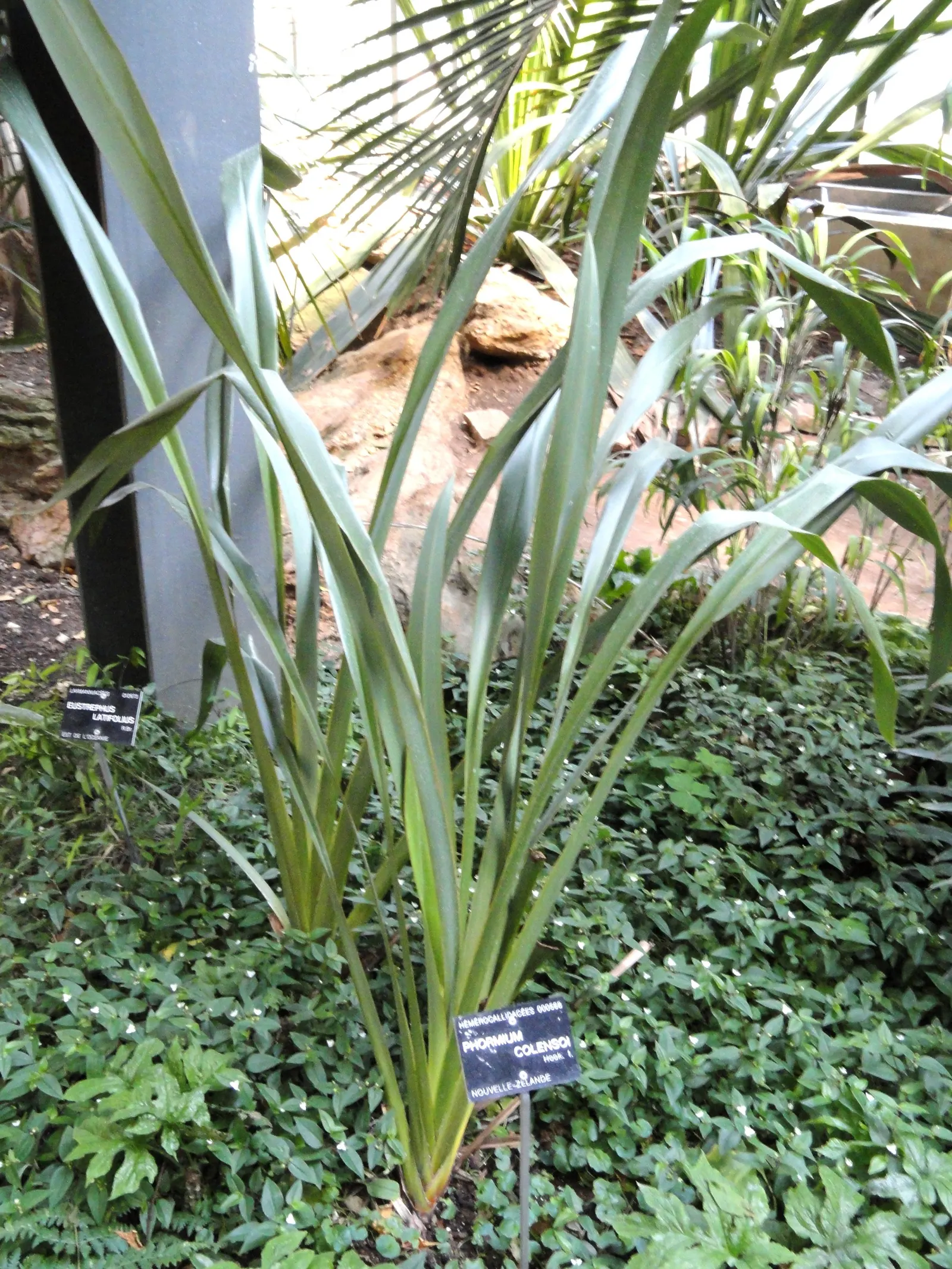 Mountain Flax (Phormium Cookianum) — It requires minimal maintenance once established; adding a dramatic touch to the landscape