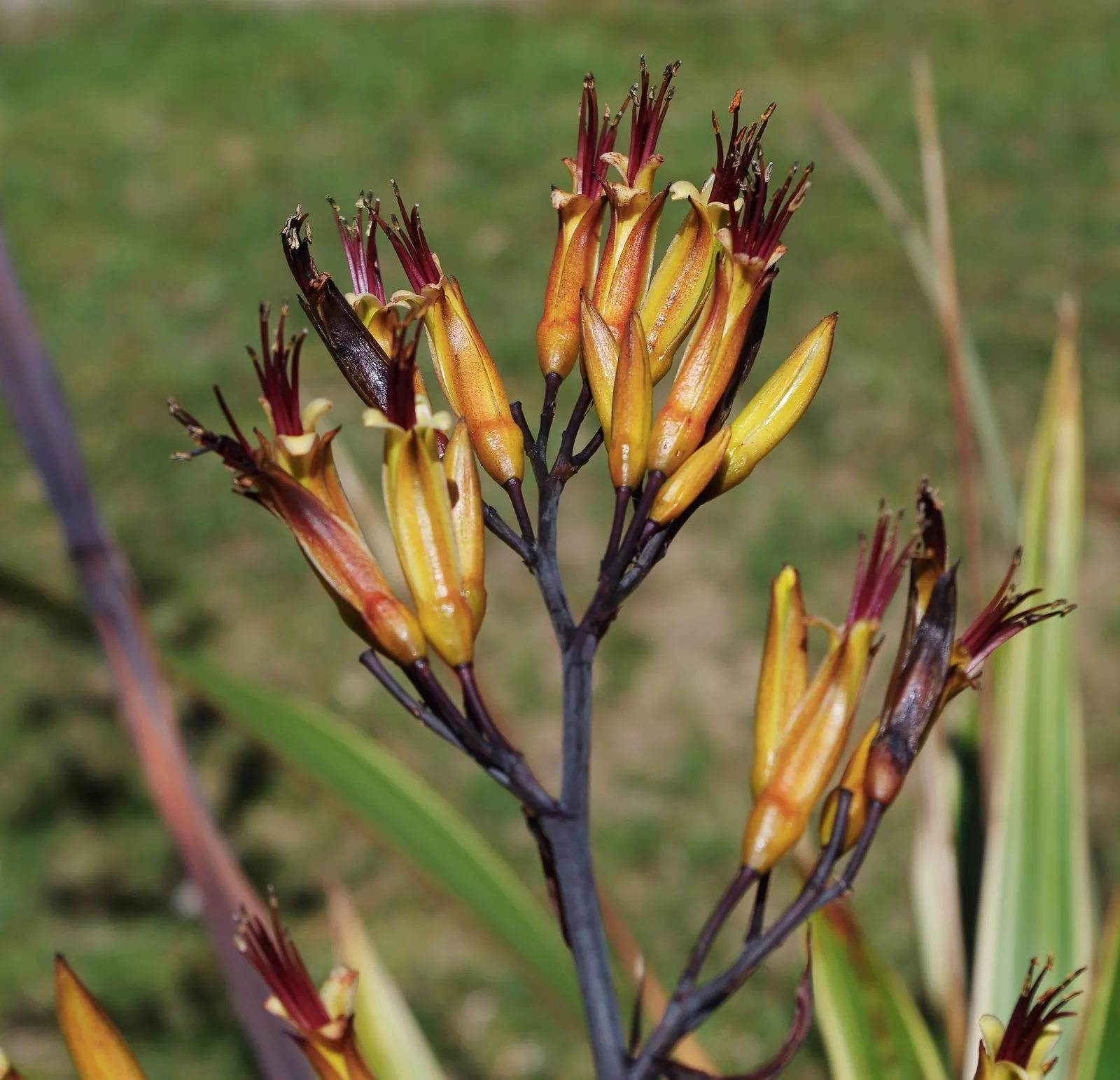 Mountain Flax (Phormium Cookianum) — This New Zealand native thrives in USDA zones 8-10, preferring well-drained soils and full to partial sun; commonly known