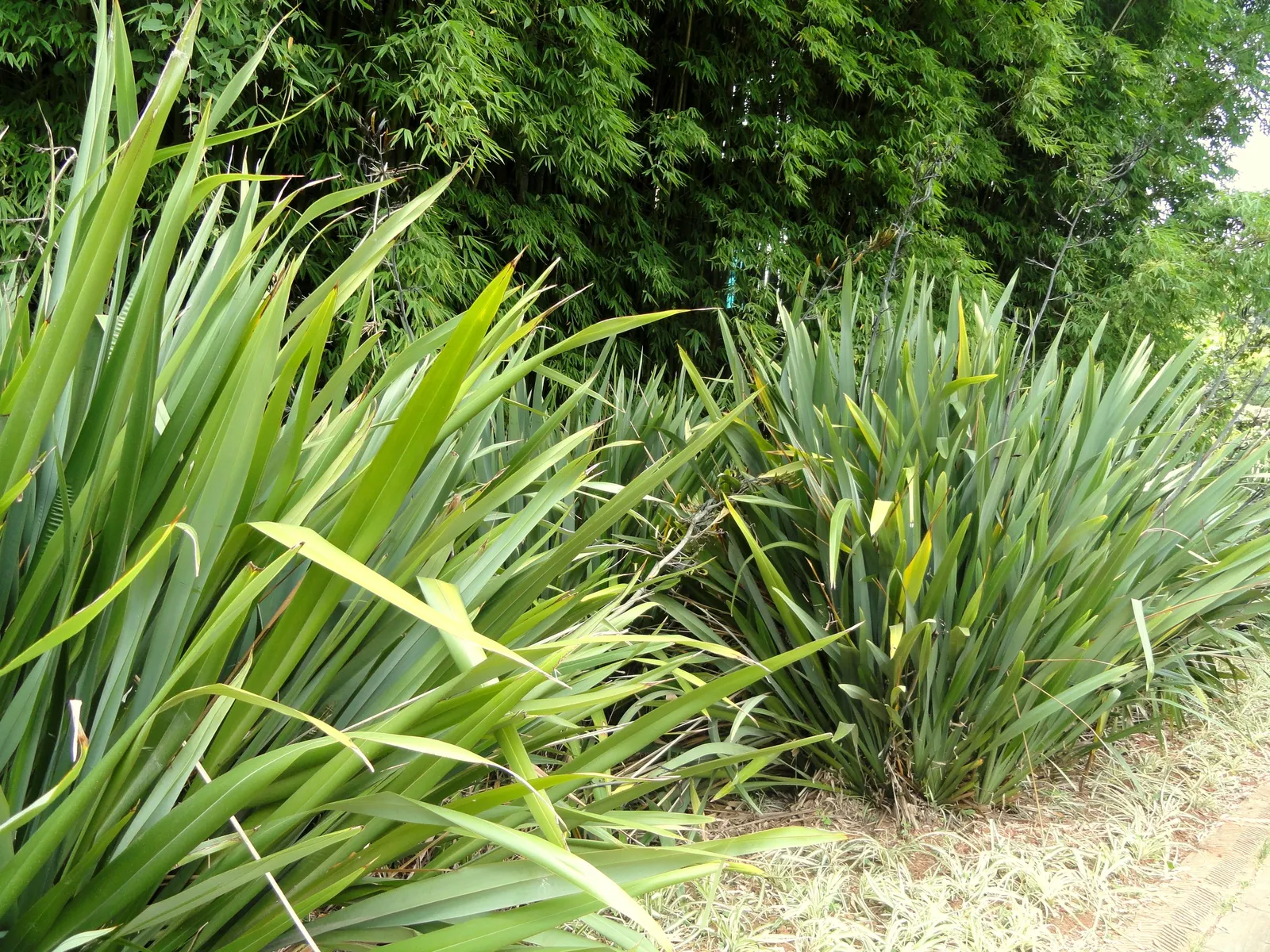 Mountain Flax (Phormium Cookianum) — as the plant's foliage can be quite expansive