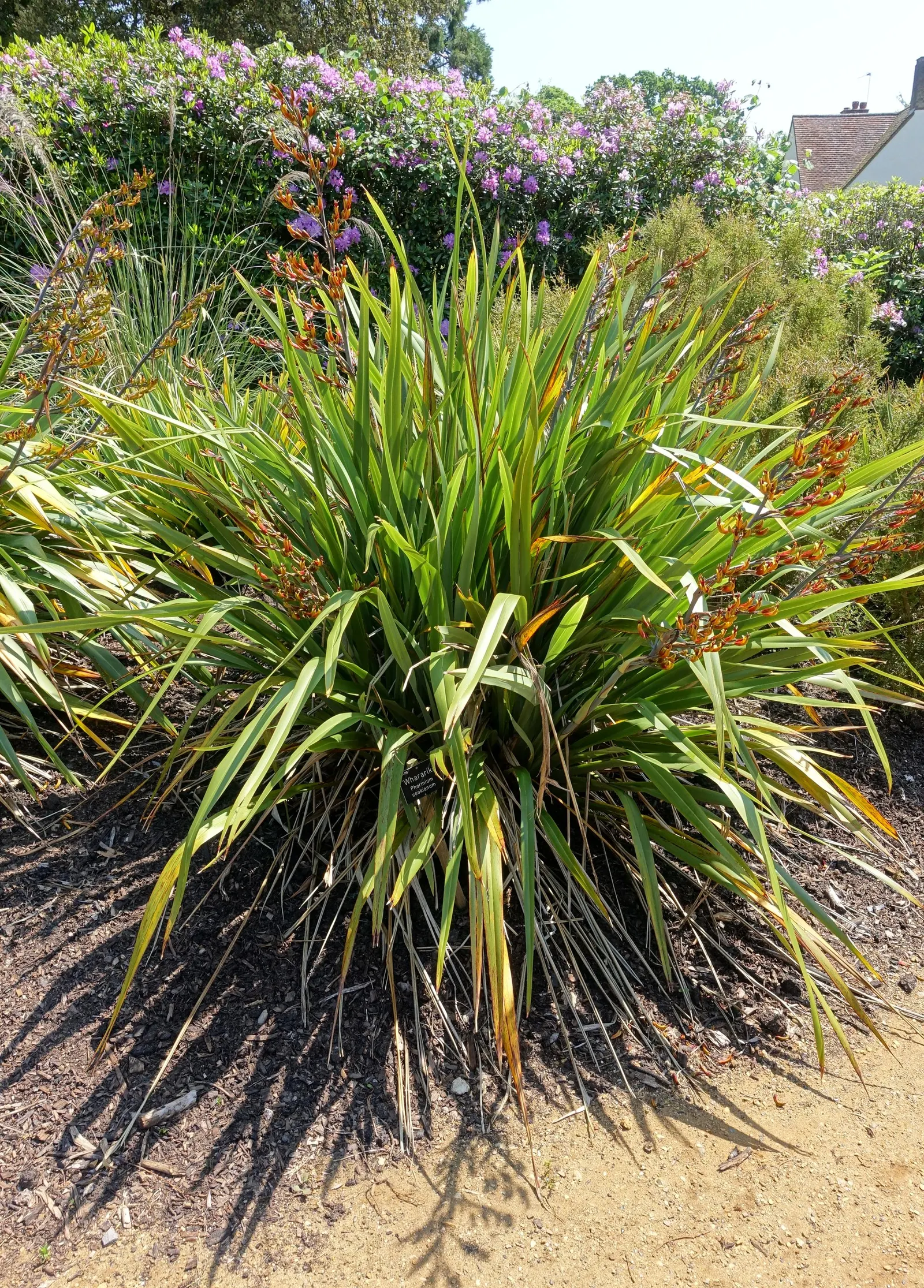 Mountain Flax (Phormium Cookianum) — dramatic flower spikes can shoot up to an additional 6 to 10 feet