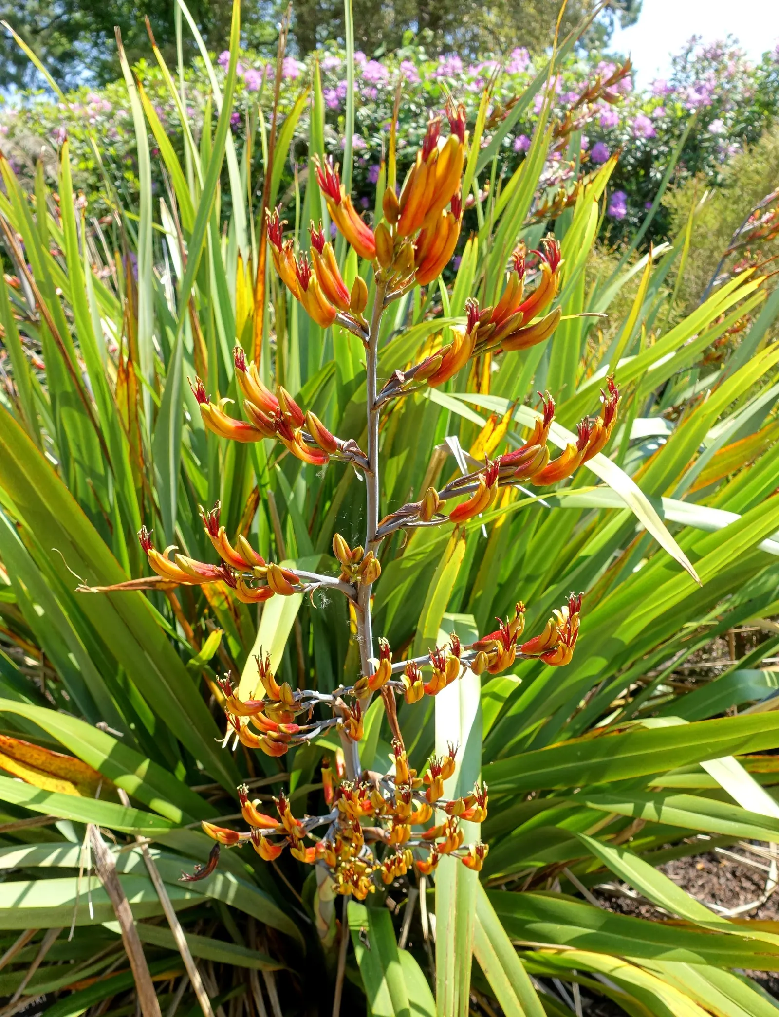 Mountain Flax (Phormium Cookianum) — Its architectural form and richly textured foliage add a touch of exotic sophistication to landscape designs