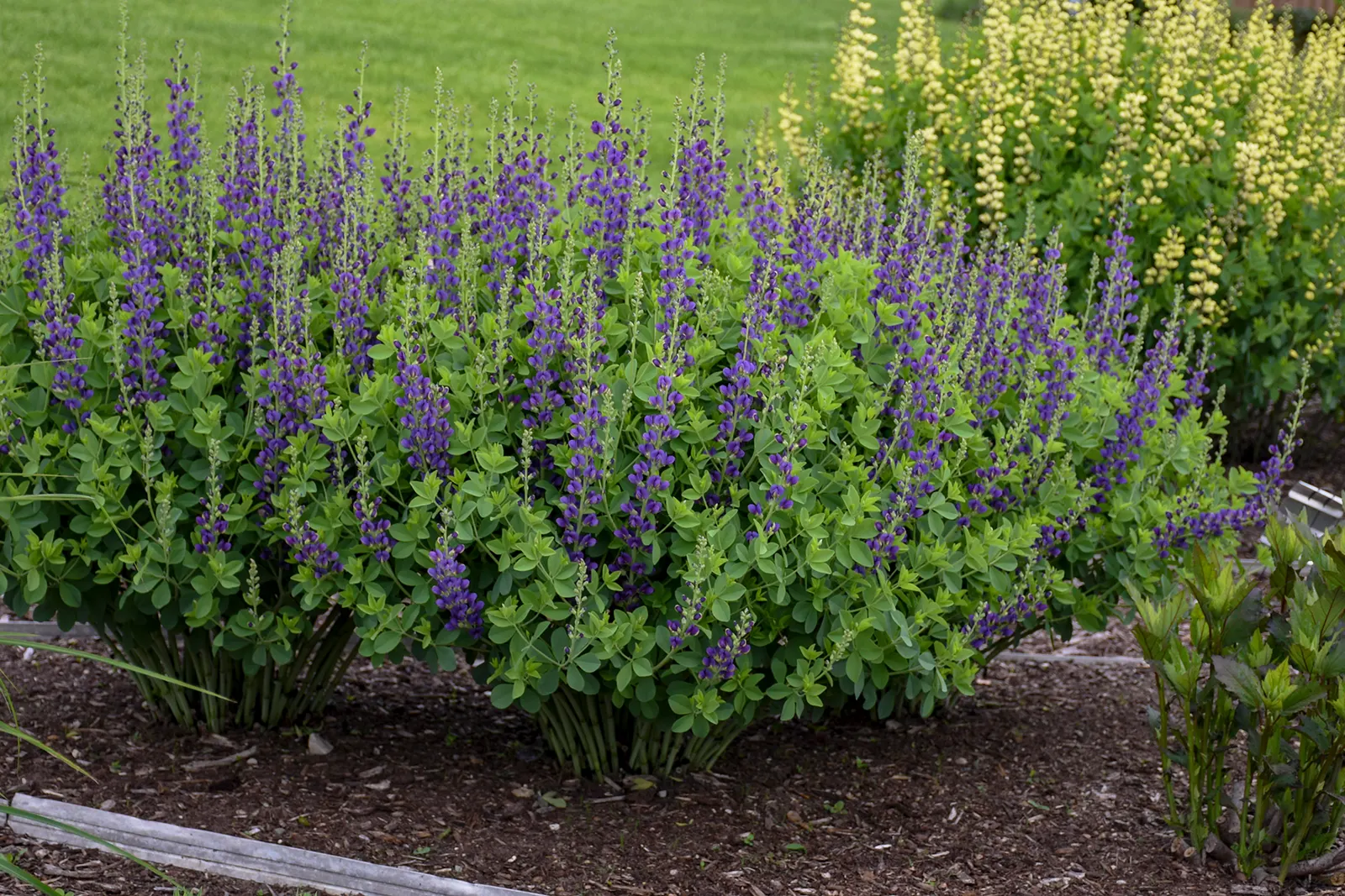 'Sparkling Sapphires' False Indigo (Baptisia hybrid) — Vivid violet blue flowers appear atop a compact, upright clump of deep blue-green foliage in, image 33