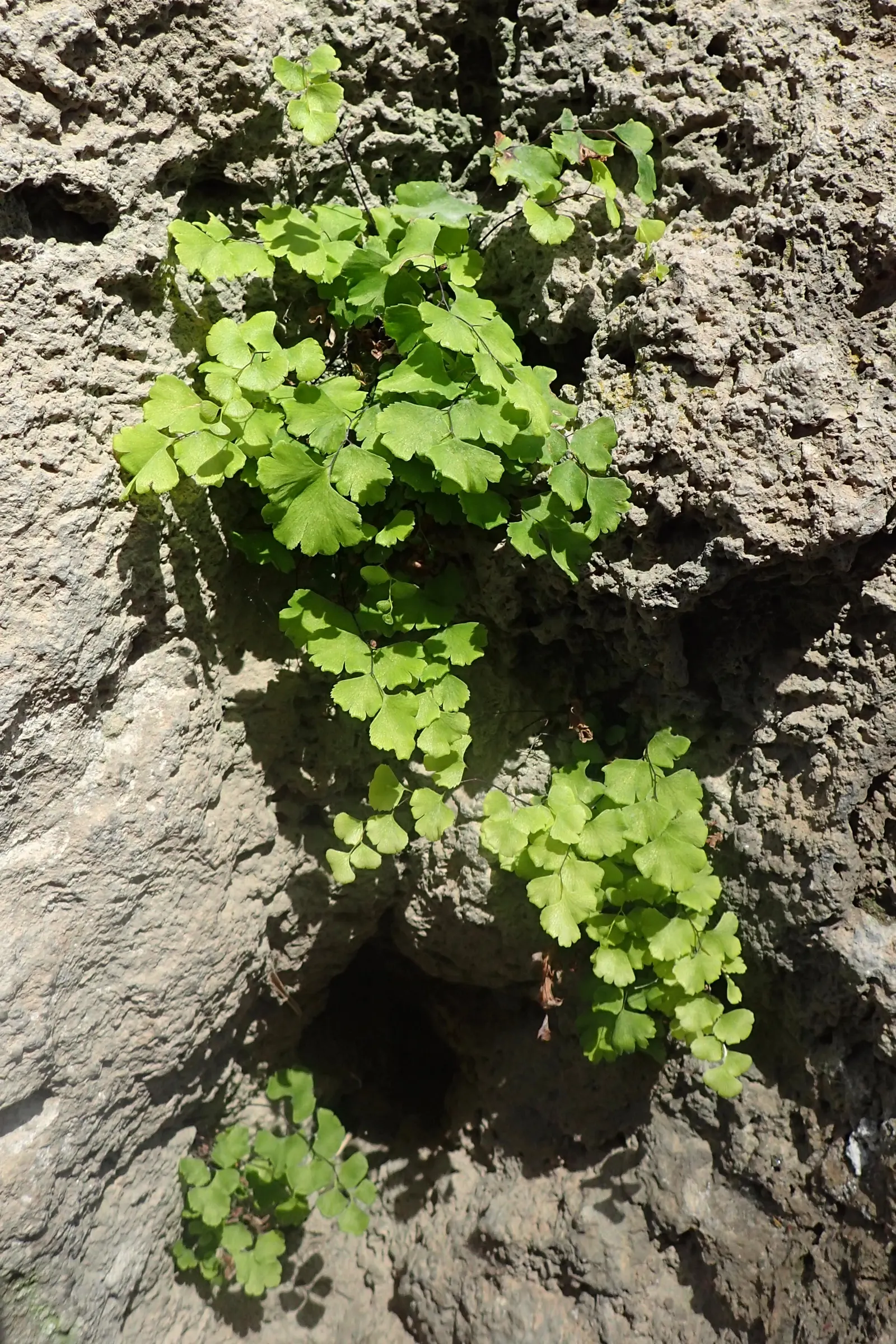 Maidenhair Fern (Adiantum Capillus-Veneris) — Its wiry, black stalks suggest a fine hair-like appearance, inspiring its name; commonly known as the Maidenhair