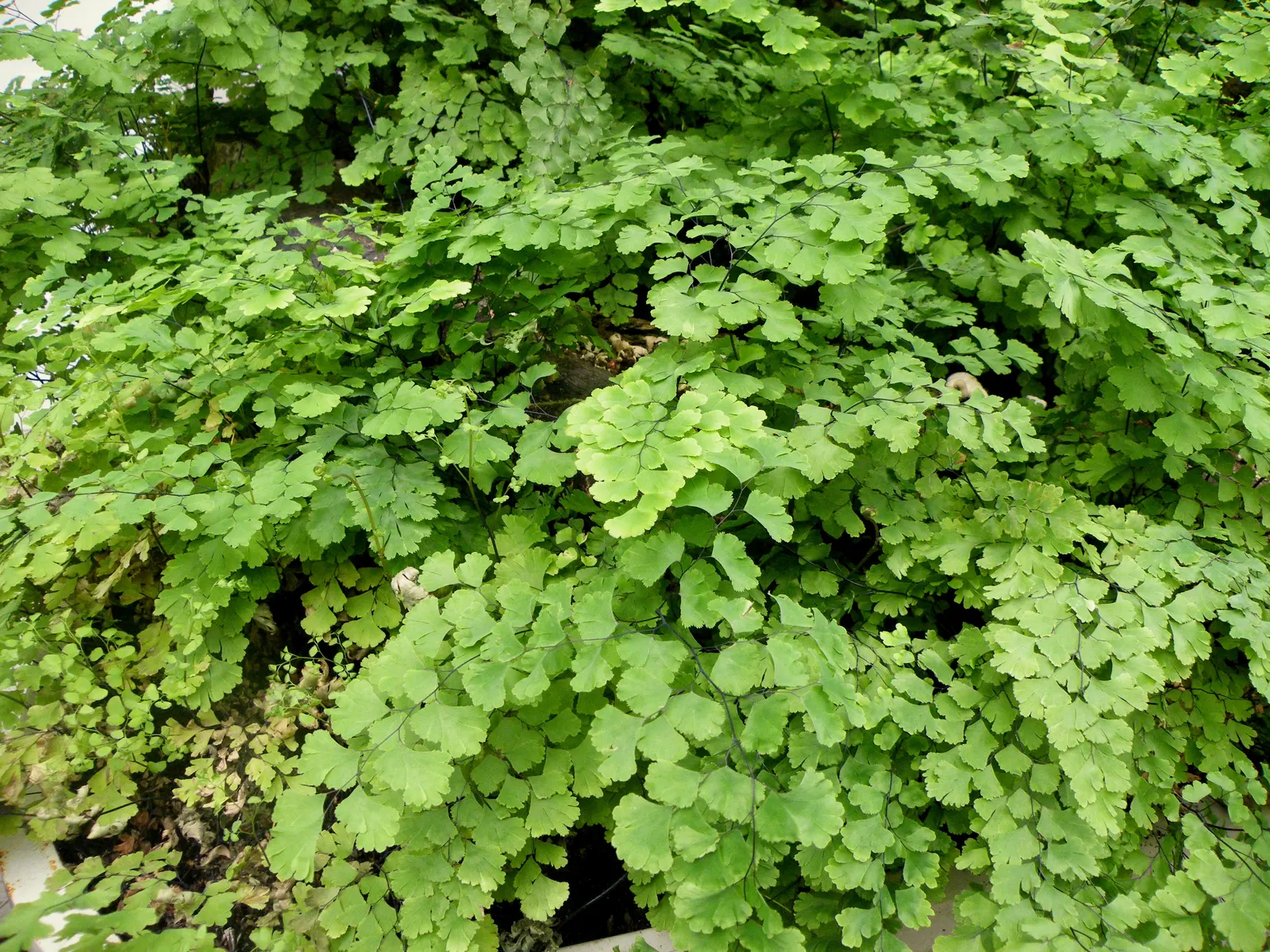 Maidenhair Fern (Adiantum Capillus-Veneris) — Ideal for shaded gardens or as a lush indoor plant, it brings a soft, feathery texture to the landscape; the soil