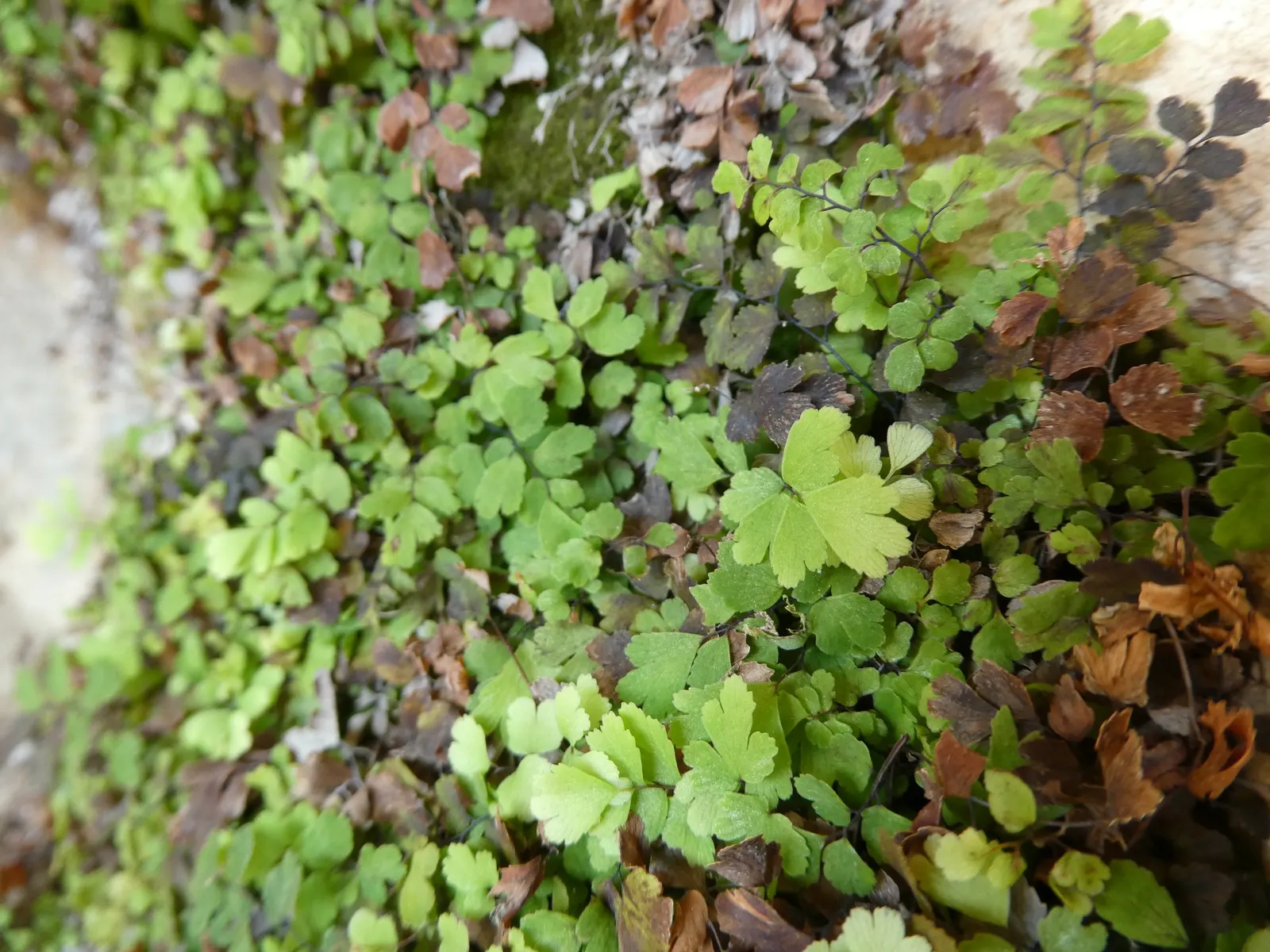 Maidenhair Fern (Adiantum Capillus-Veneris) — Recognizable by its slender; thriving in USDA zones 3-11, it prefers indirect light and moist, well-drained soil