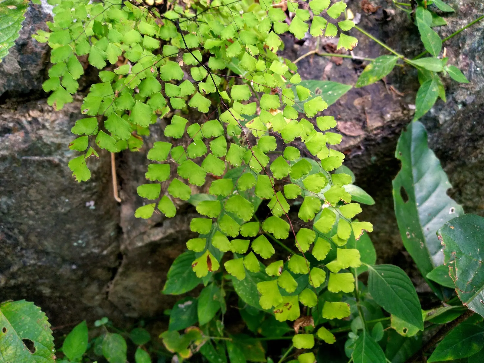 Maidenhair Fern (Adiantum Capillus-Veneris) — making it an ideal choice for shaded rock gardens; direct sunlight and strong winds that can easily, image 68